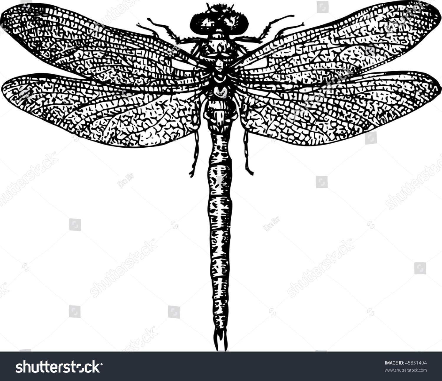 Dragonfly Stock Vector (Royalty Free) 45851494