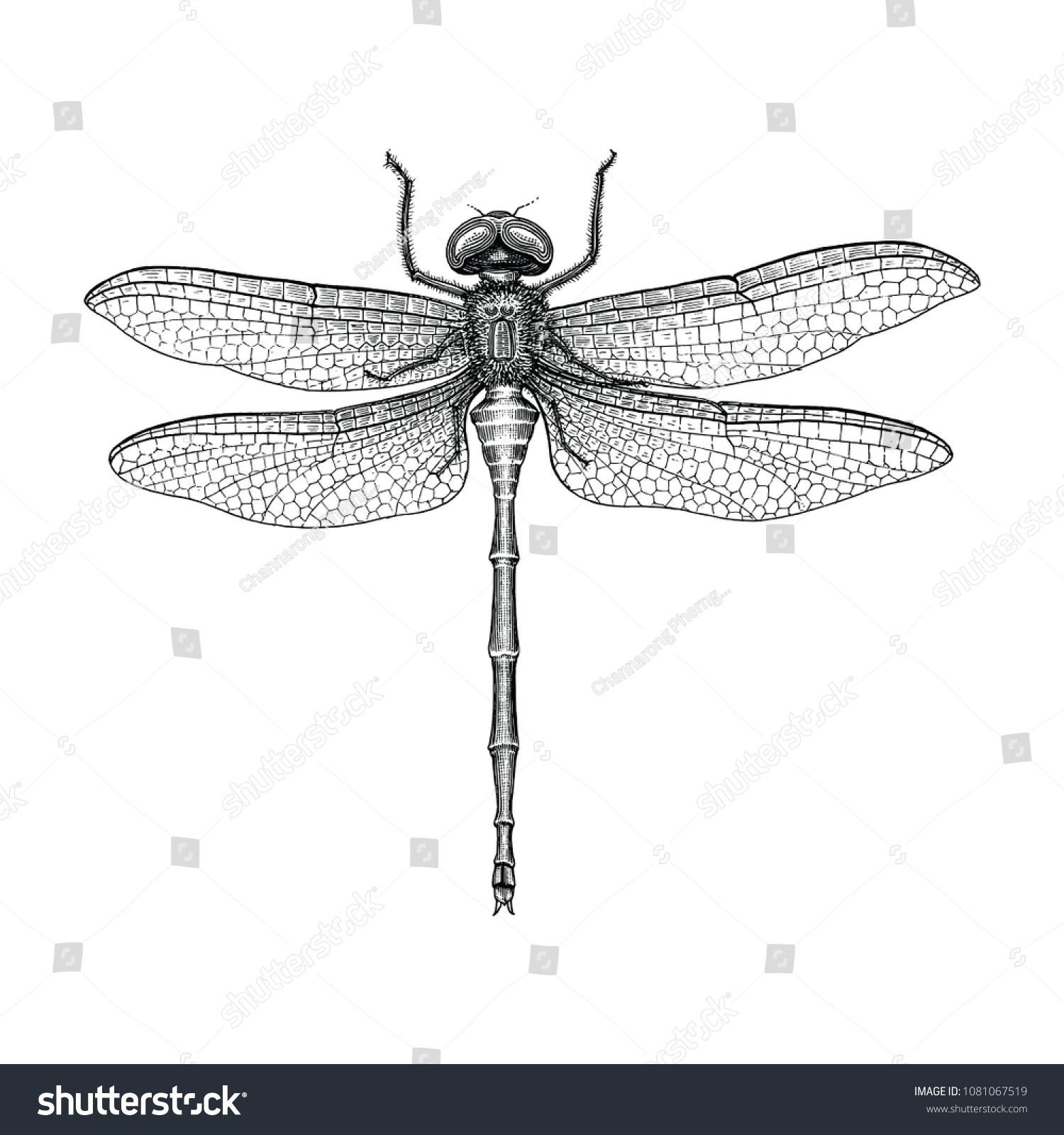 578 Engraving dragon fly Images, Stock Photos & Vectors | Shutterstock