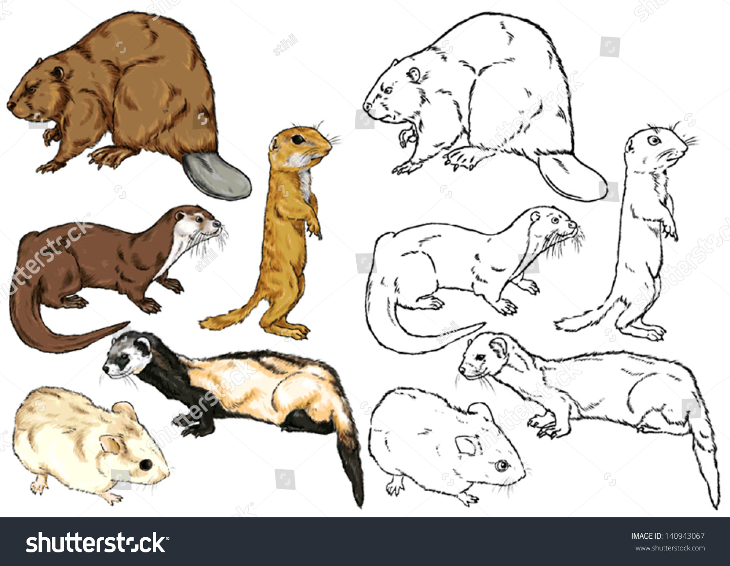 Featured image of post Drawing Of Wild Animals In Forest - Choose from 280+ forest animals graphic resources and download in the form of png, eps, ai or psd.