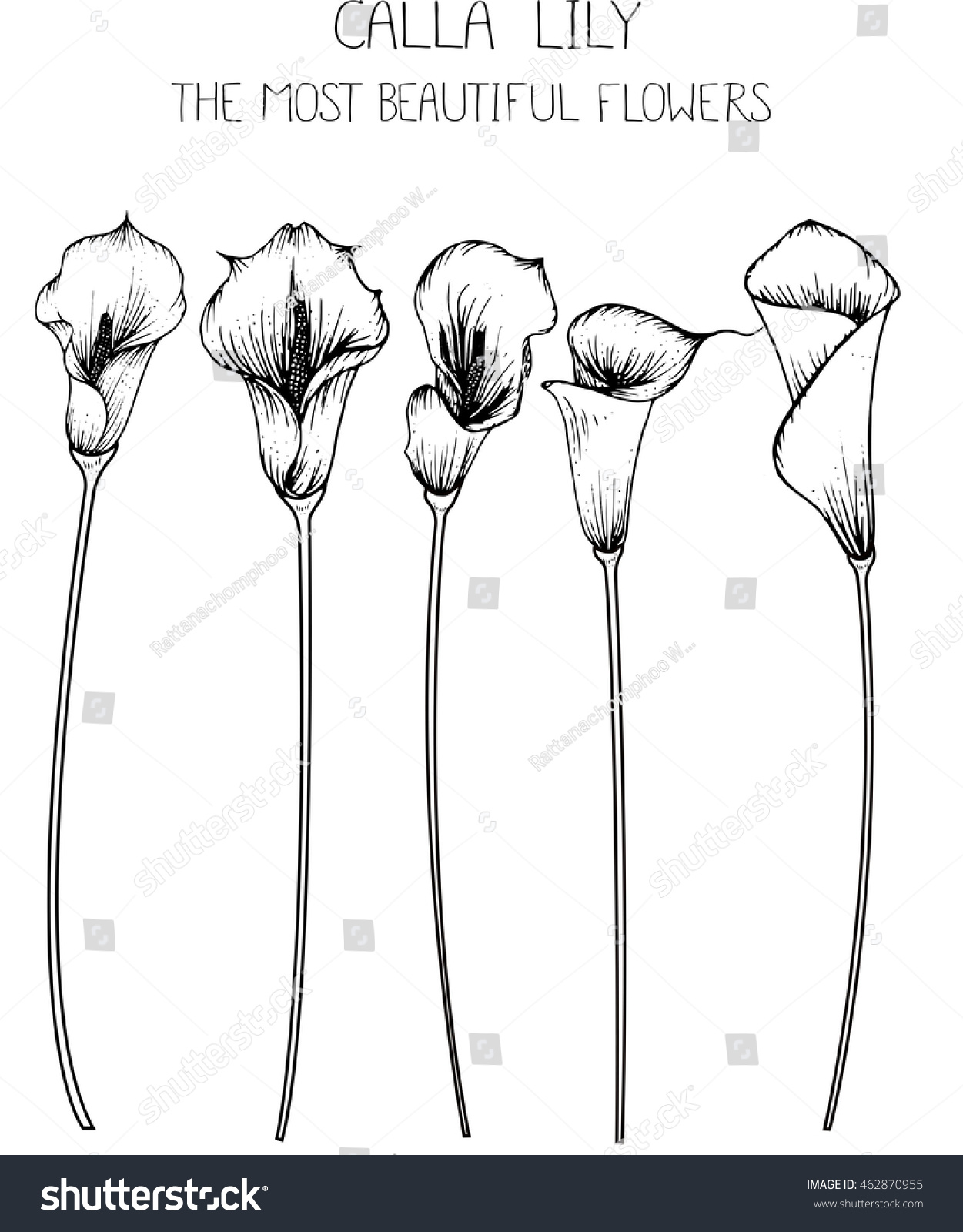 Drawing Flower Calla Lily Clip Art Stock Vector Royalty Free 462870955