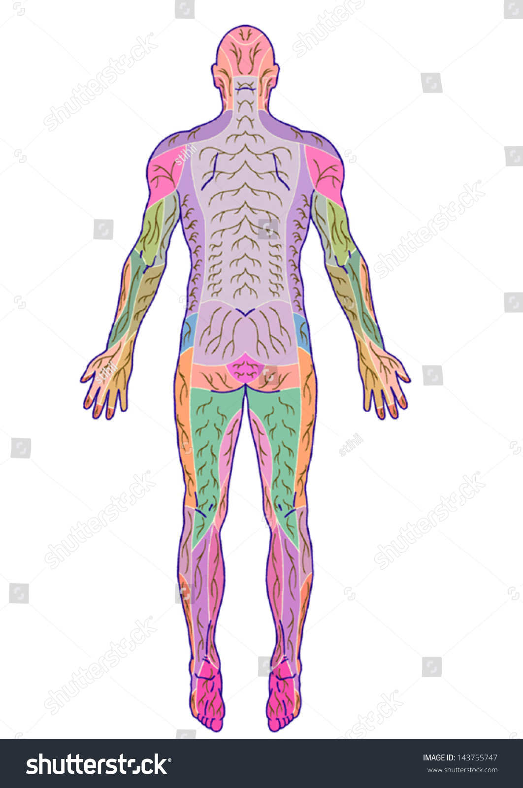 Drawing Medical Didactic Board Anatomy Human Stock Vector (Royalty Free ...