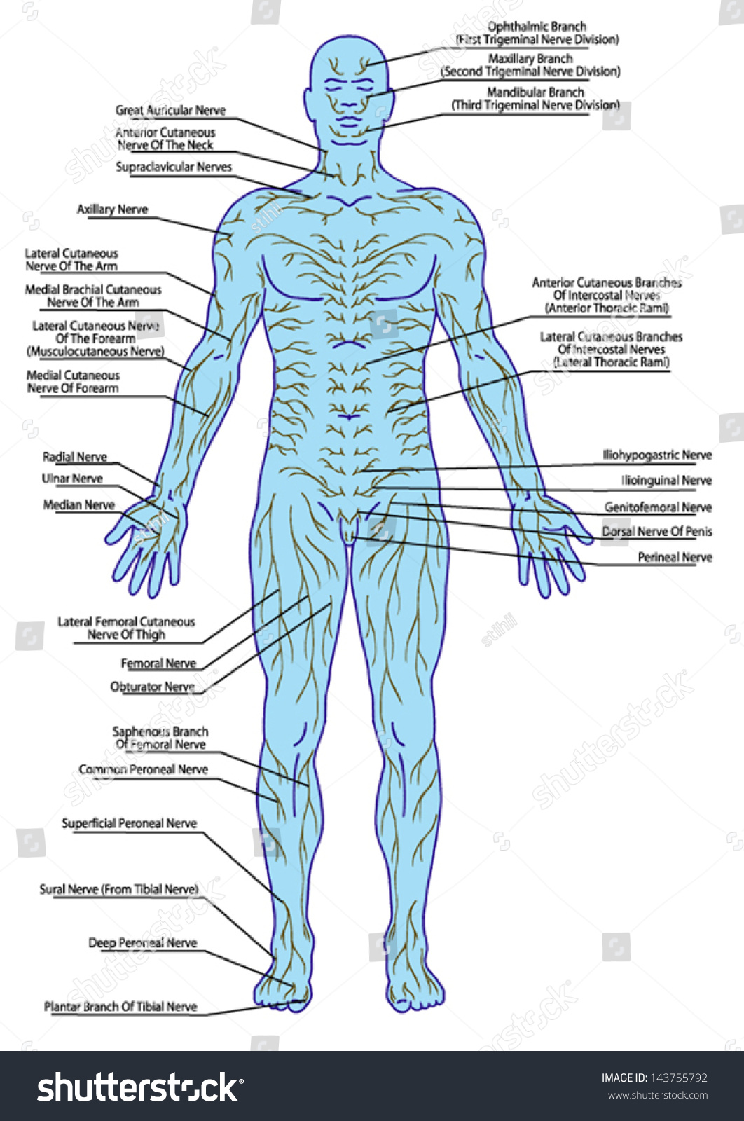 Drawing Medical Didactic Board Anatomy Human Stock Vector 143755792 ...