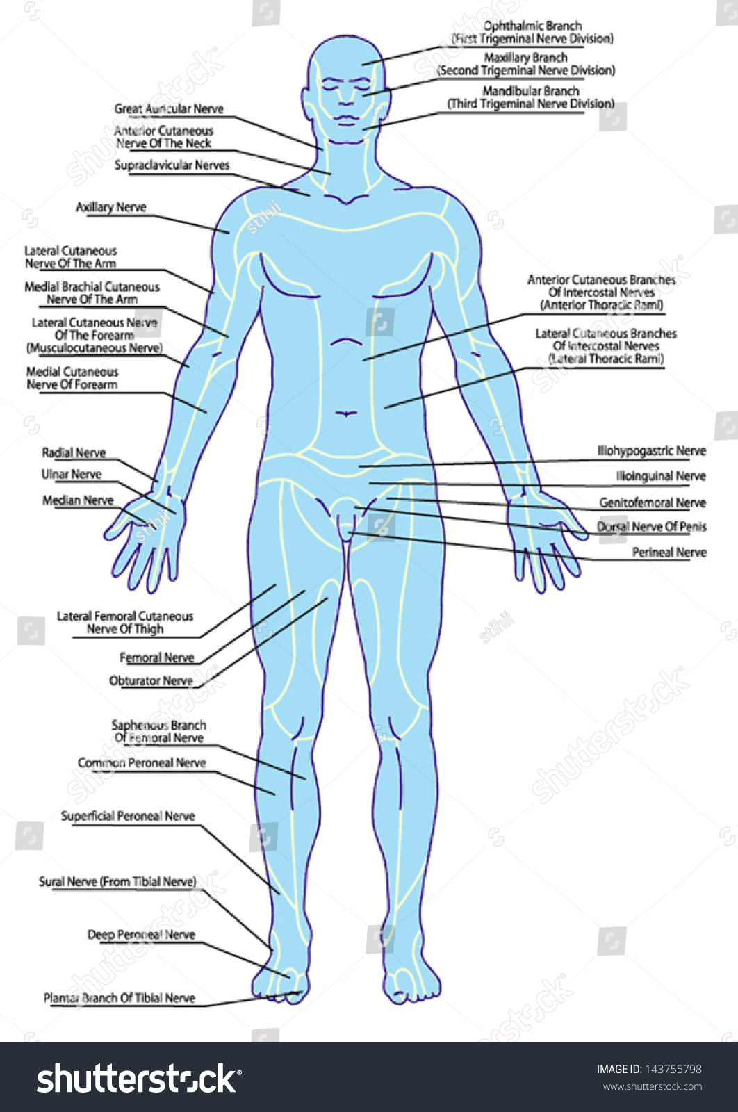 Drawing, Medical, Didactic Board Of Anatomy Of Human Pattern Of ...