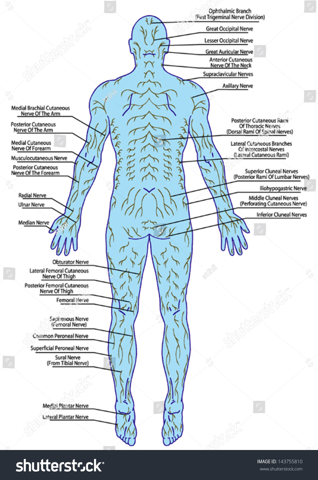 Drawing Medical Didactic Board Anatomy Human Stock Vector (Royalty Free ...