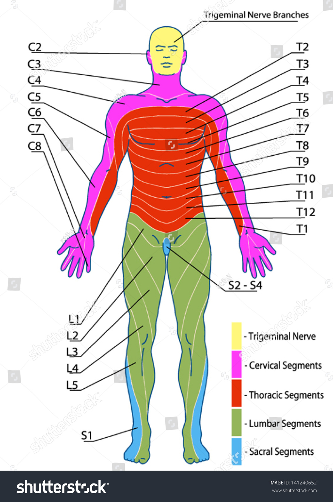 Drawing Medical Didactic Board Anatomy Human Stock Vector 141240652 - Shutterstock-4875