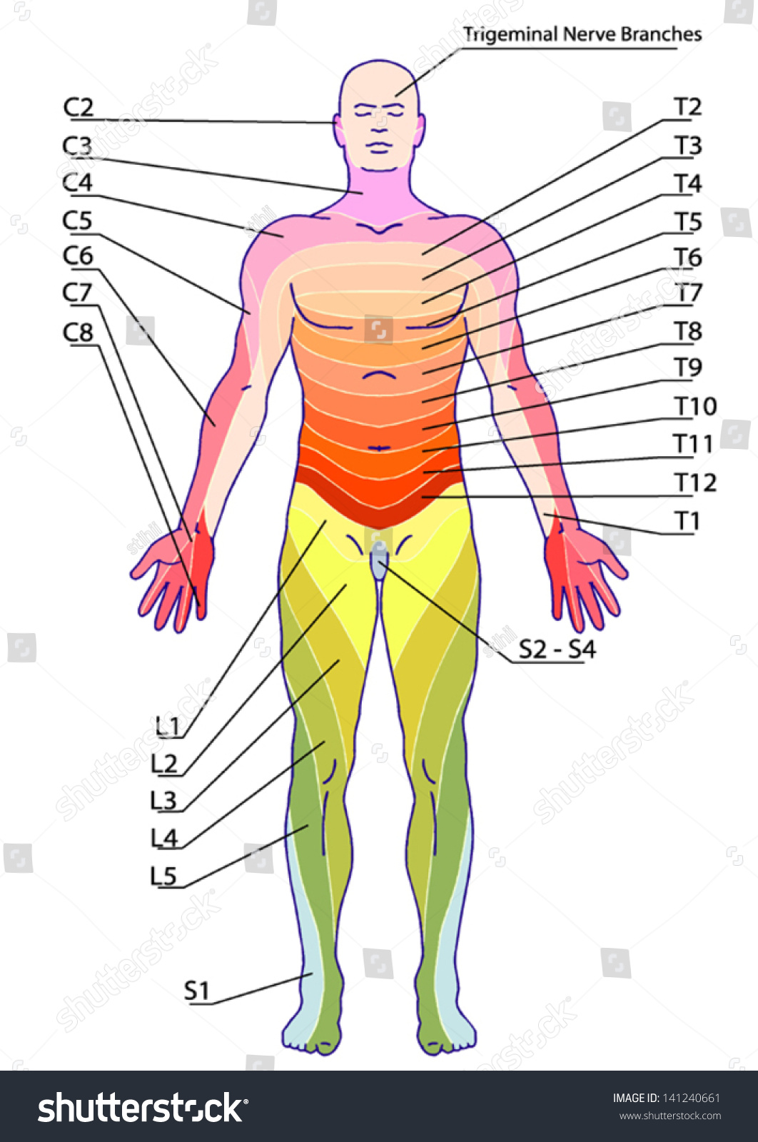 Drawing, Medical, Didactic Board Of Anatomy Of Human Sensory ...