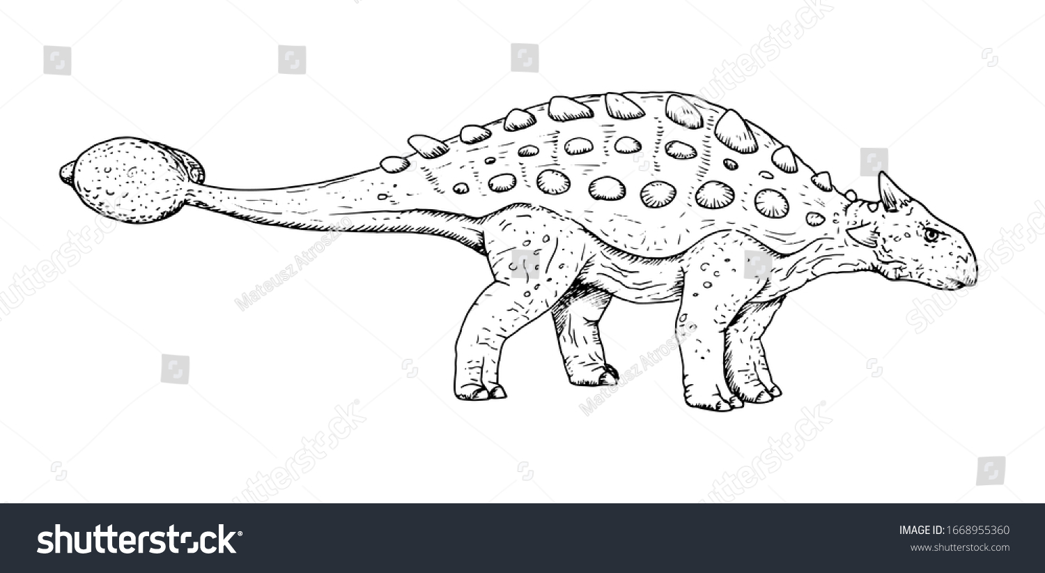 恐竜の図 アンキロサウルスの手描きのスケッチ 白黒のイラスト のベクター画像素材 ロイヤリティフリー