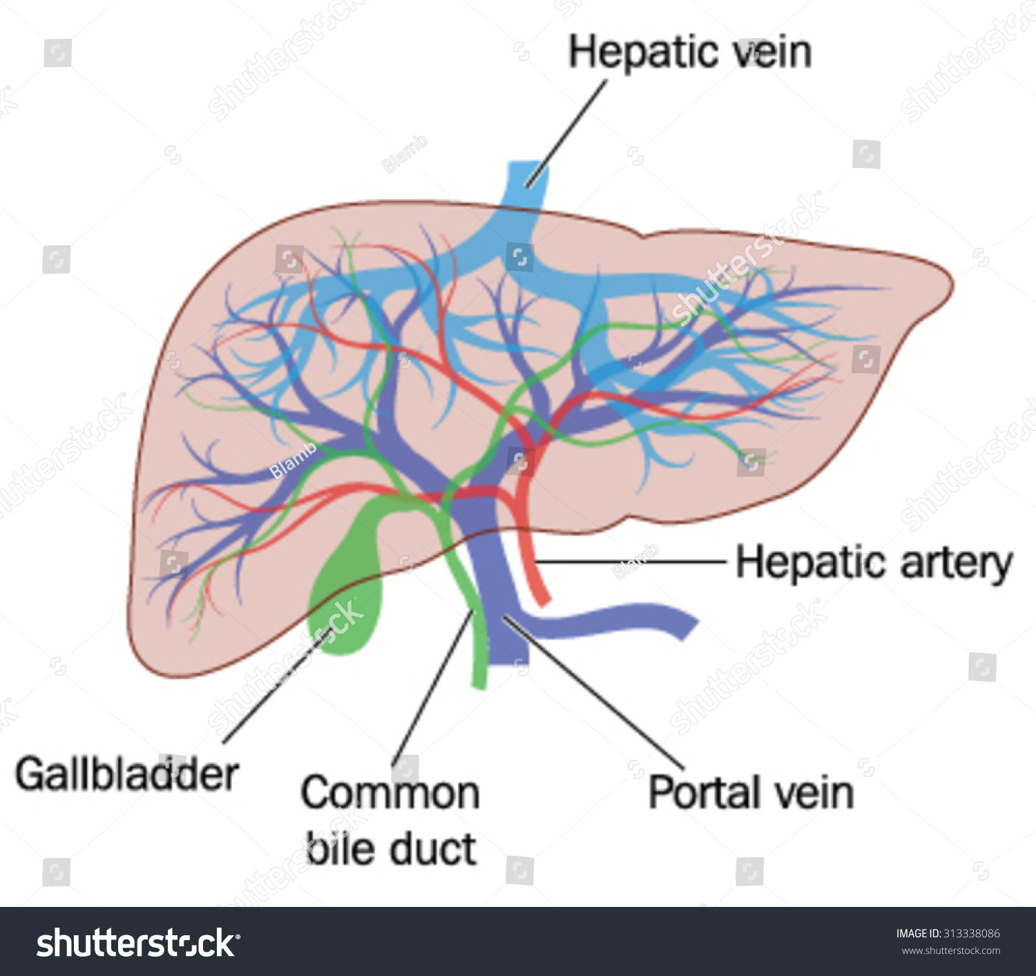 Drawing Liver Showing Major Blood Vessels Stock Vector 313338086 ...