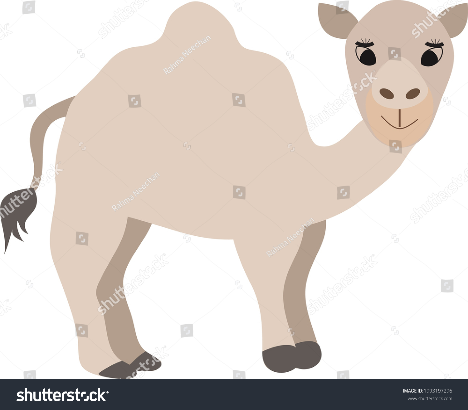 Dromedary Camel Singlehumped Camel On White Stock Vector (Royalty Free