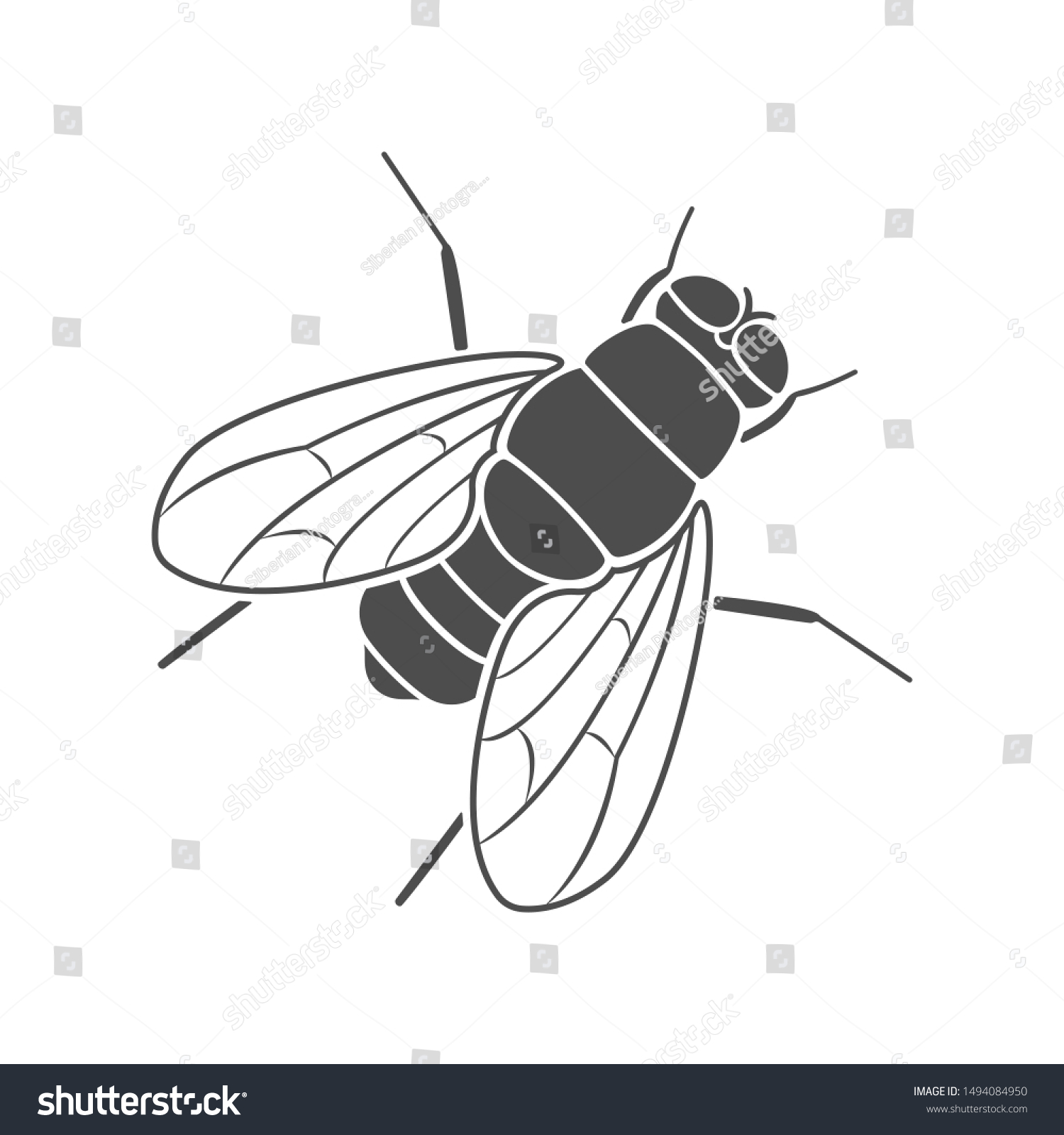 Drosophila Fly Silhouette On White Background Stock Vector (Royalty