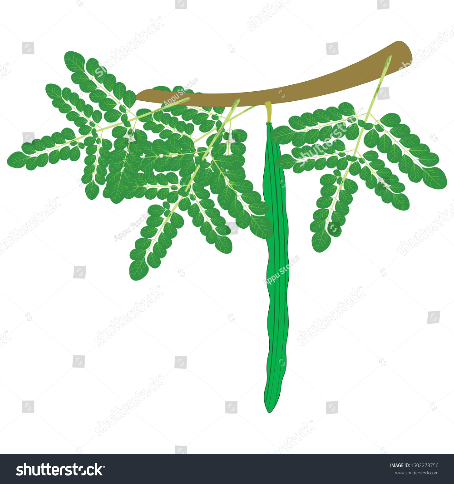 Drumstick On Tree Cartoon Vector Image Stock Vector Royalty Free