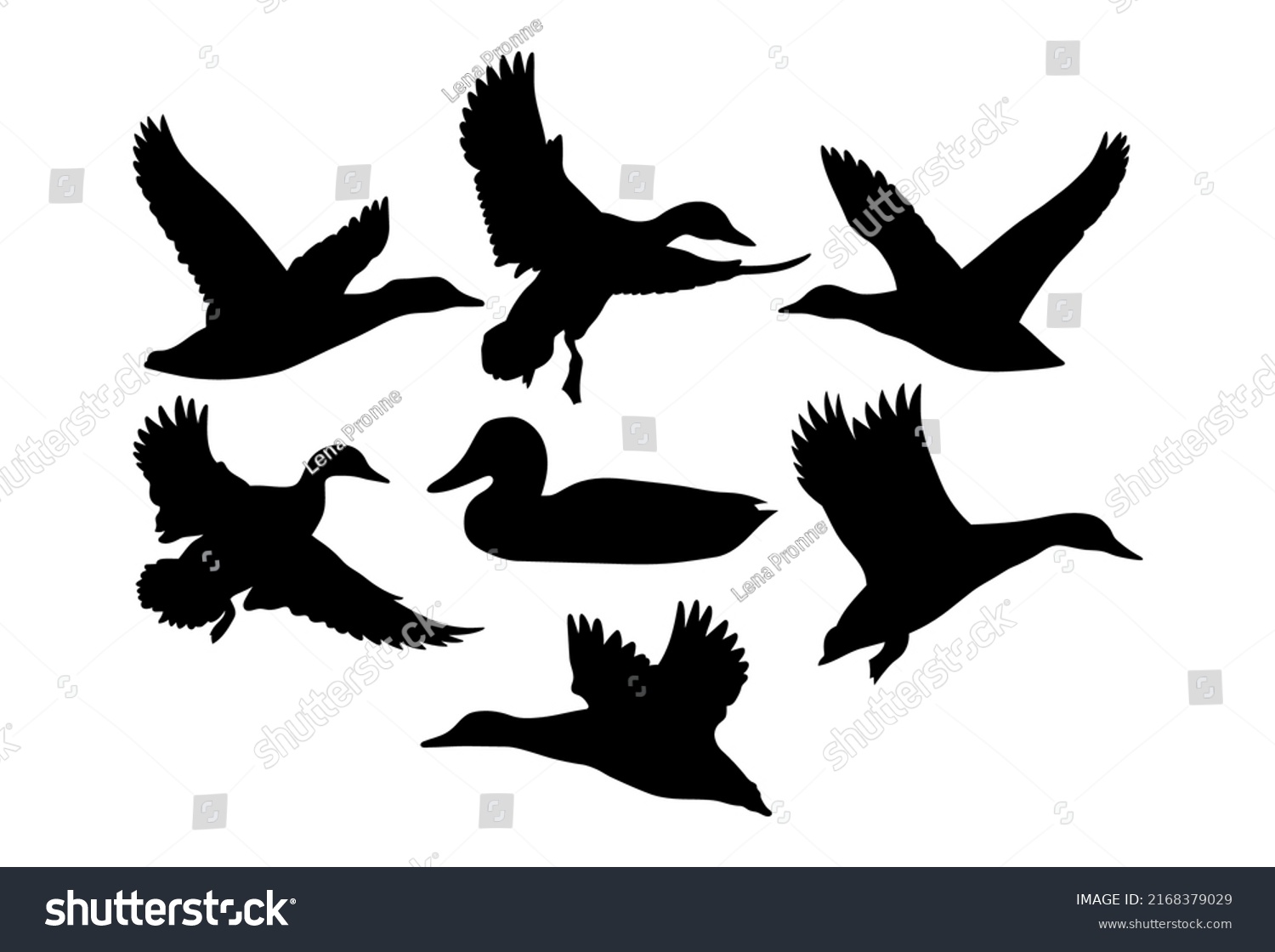 SVG of Duck flying, swimming. Template isolated on a white background svg