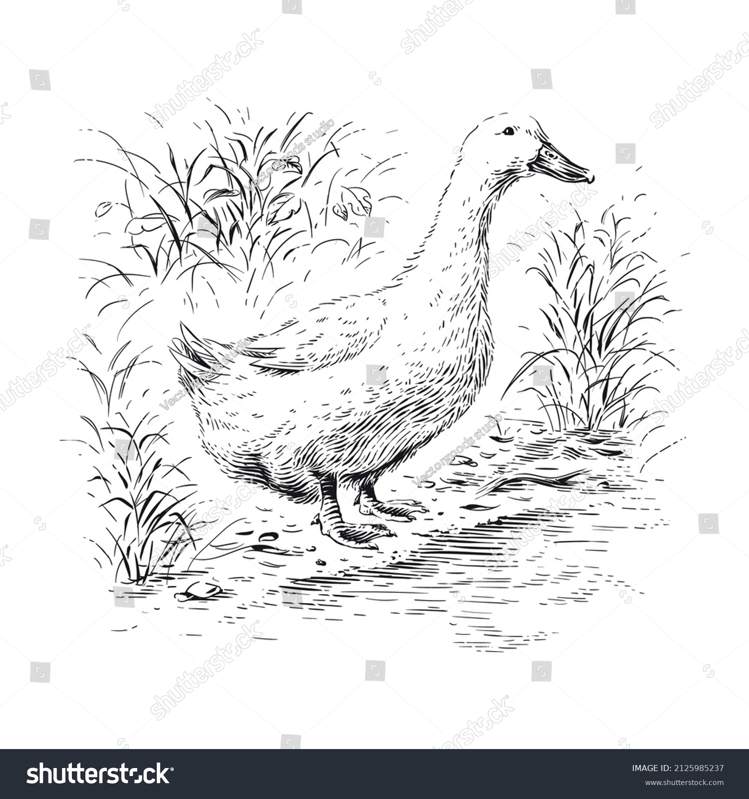 Duck Hand Drawing Sketch Engraving Illustration Stock Vector (Royalty