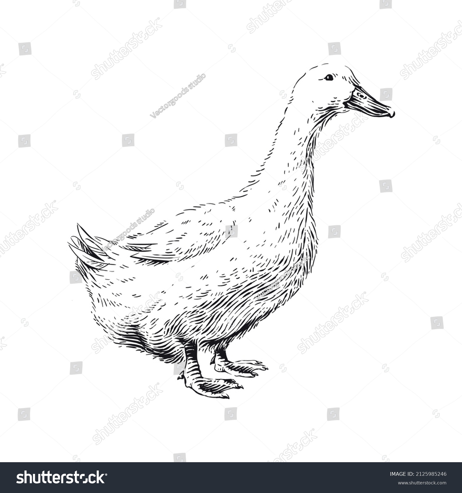 Duck Hand Drawing Sketch Engraving Illustration Stock Vector (Royalty