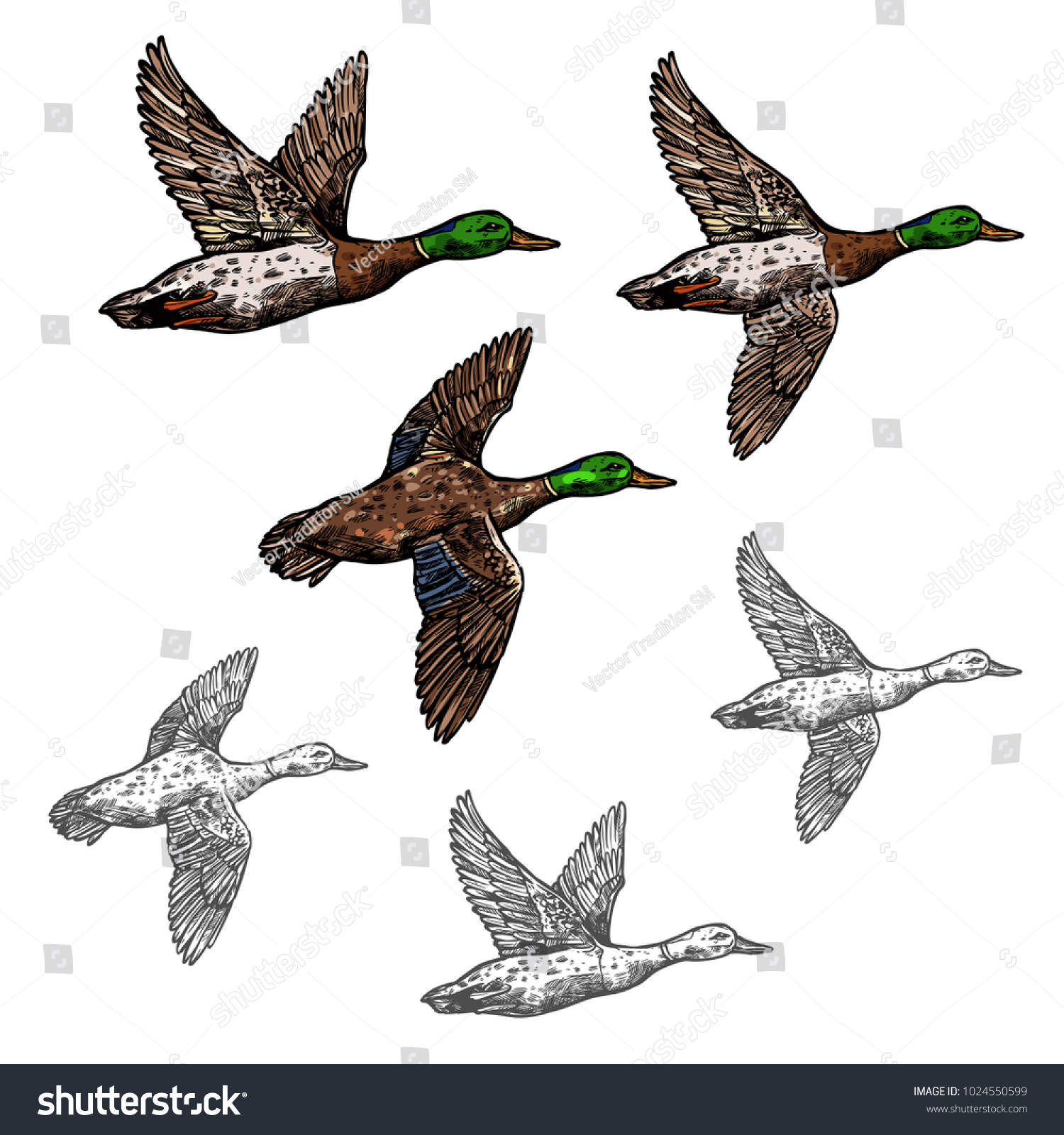 1,256 Duck hunting sketch Images, Stock Photos & Vectors | Shutterstock