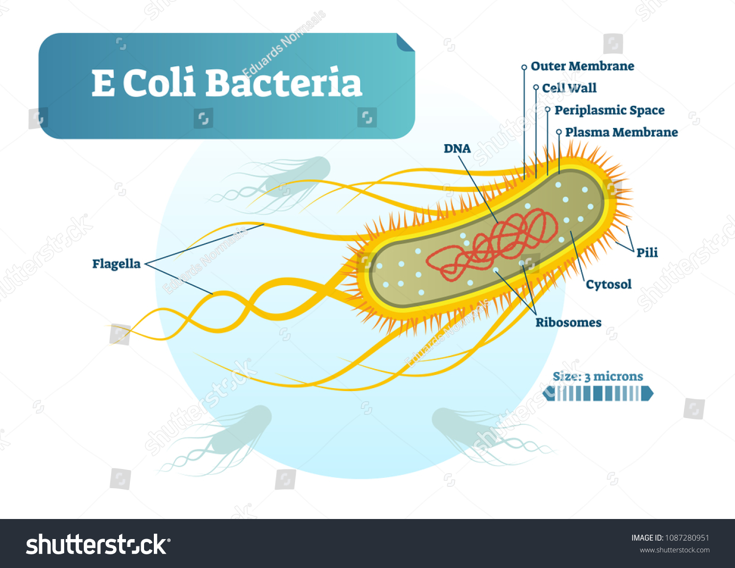 E Coli Bacteria Micro Biological Vector Stock Vector Royalty Free