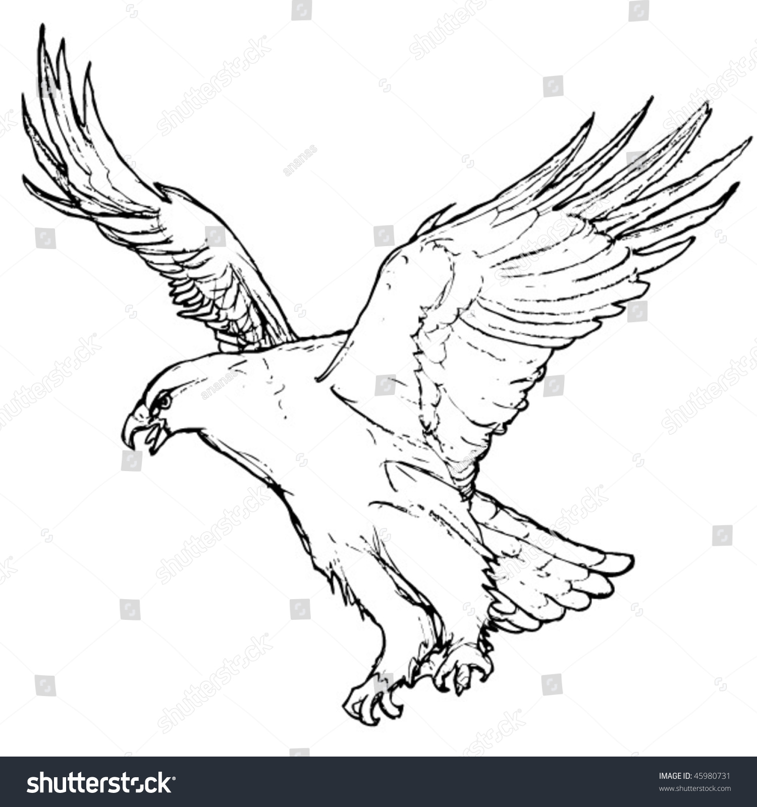 Eagle Drawing Stock Vector Illustration 45980731 : Shutterstock