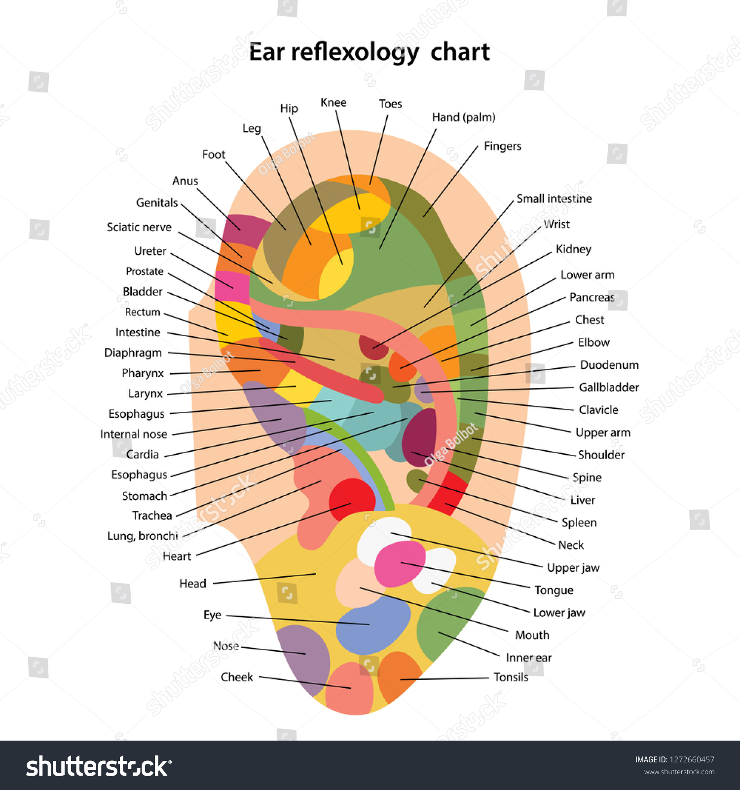 Ear Reflexology Chart Description Corresponding Internal Stock Vector