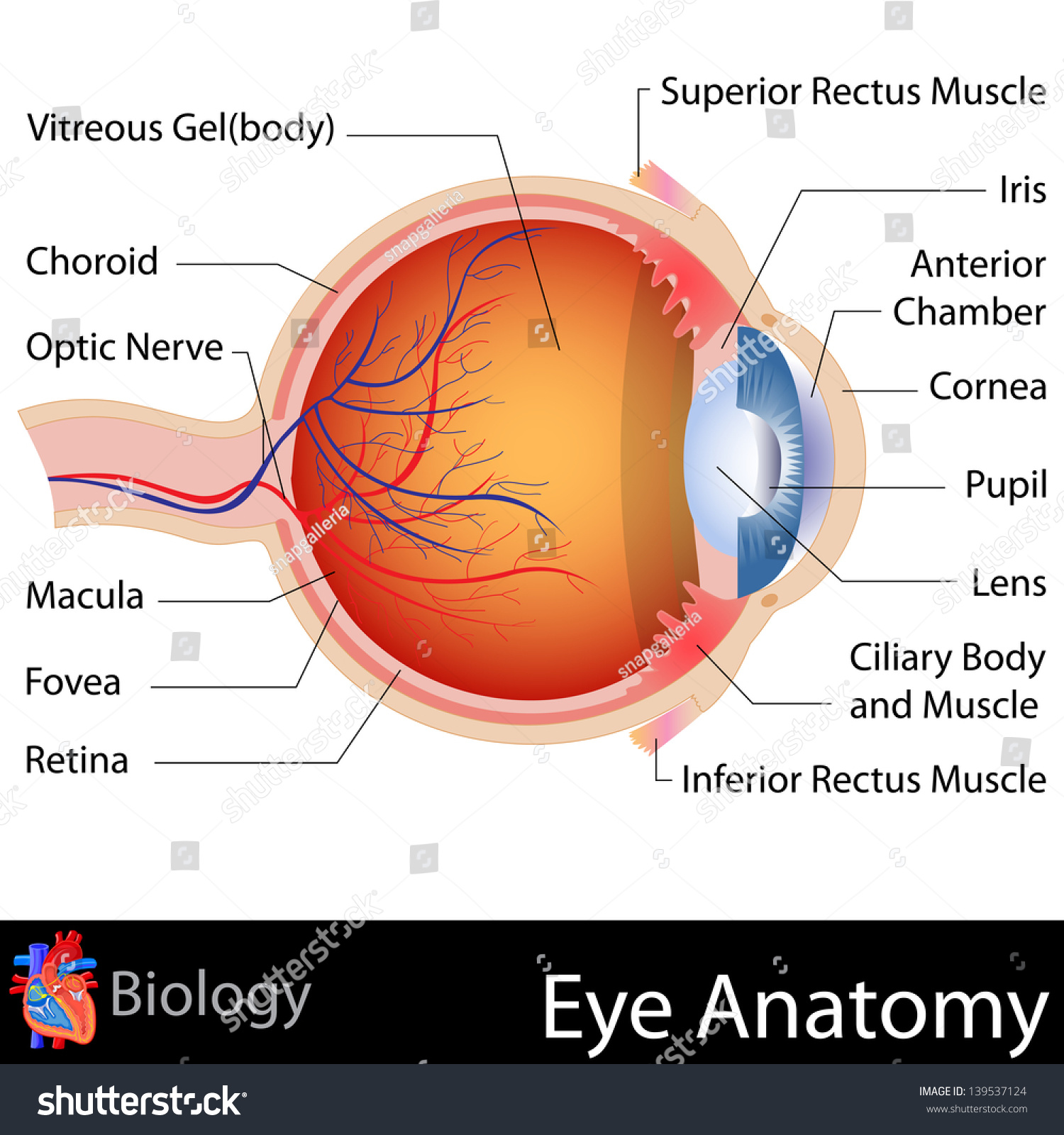 Download Easy Edit Vector Illustration Anatomy Eye Stock Vector ...