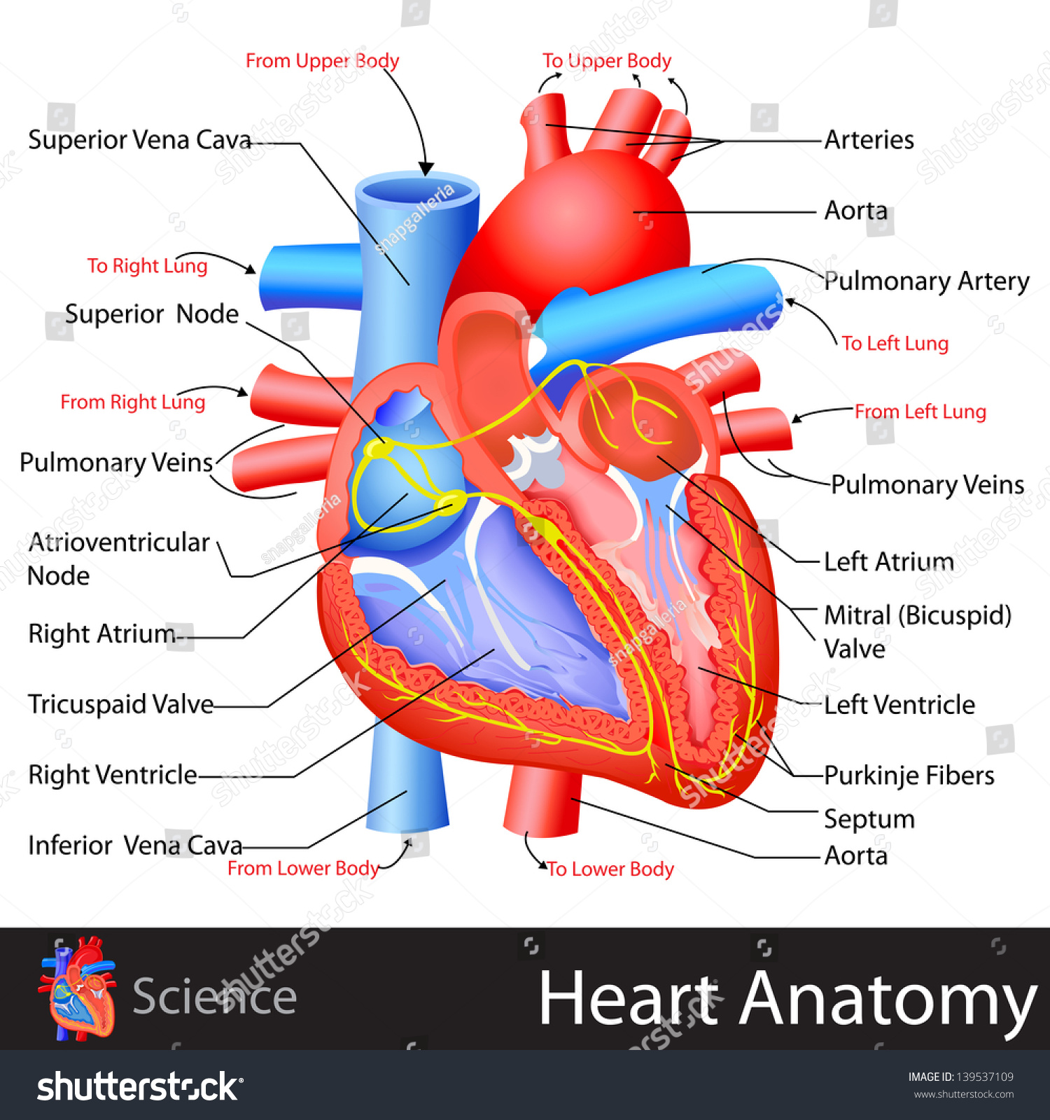 Easy Edit Vector Illustration Anatomy Heart Stock Vector Shutterstock