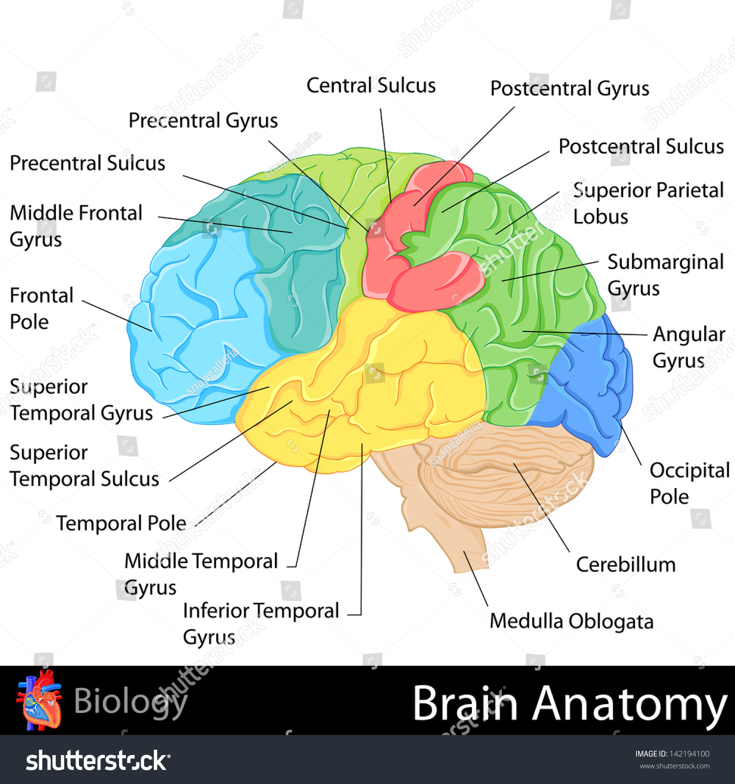 Easy Edit Vector Illustration Brain Anatomy Stock Vector