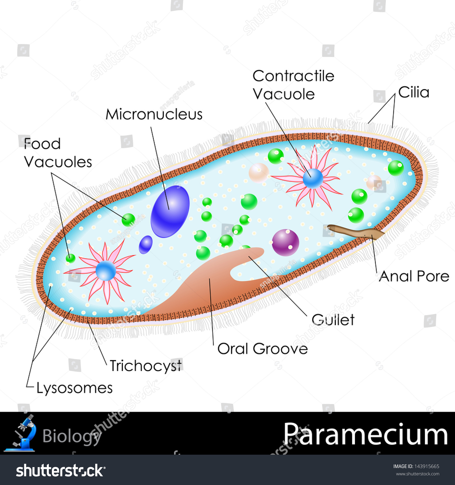 Paramecium Labelled Diagram Ks3