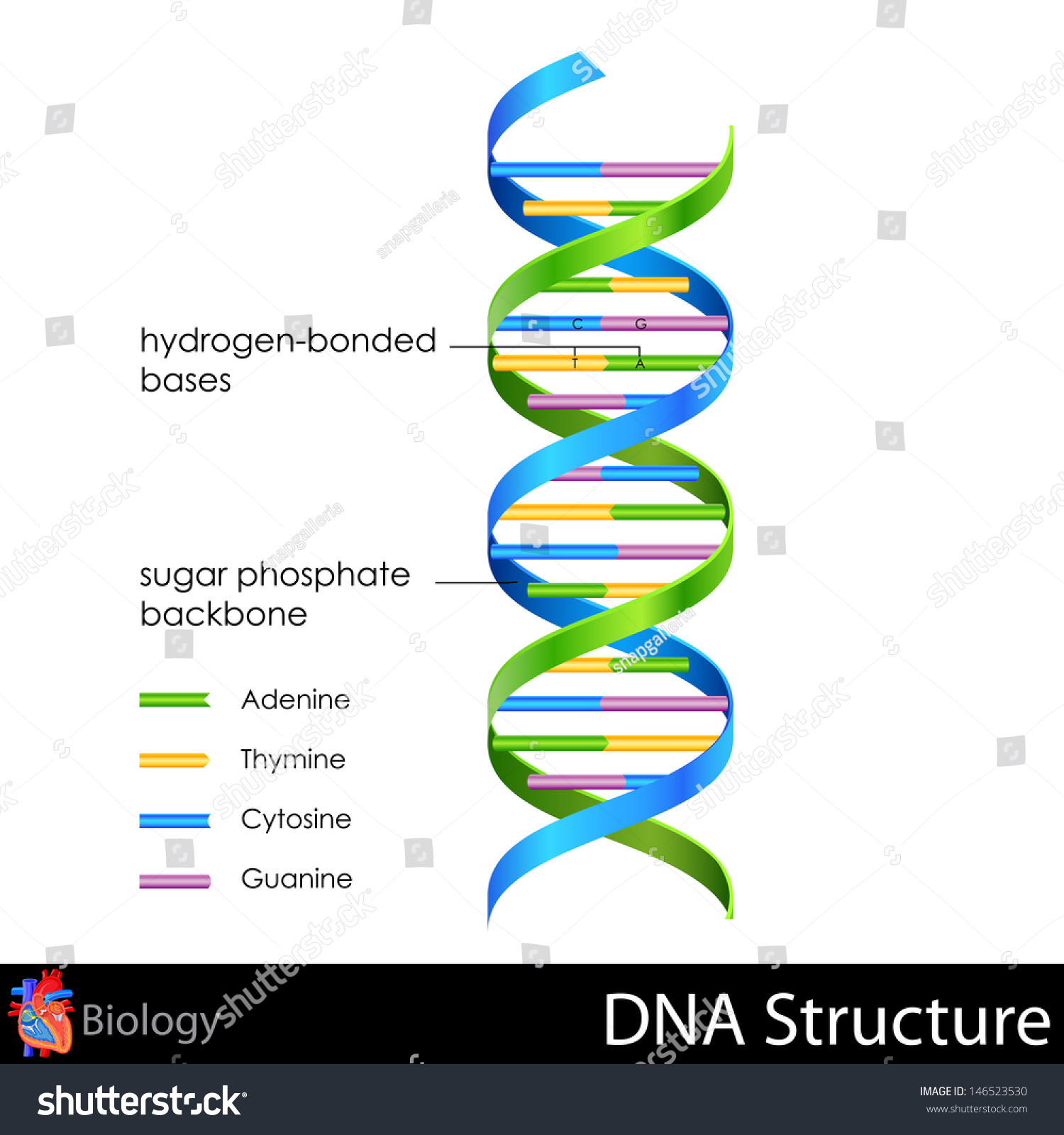 Easy Edit Vector Illustration Dna Structure Stock Vector 146523530 ...