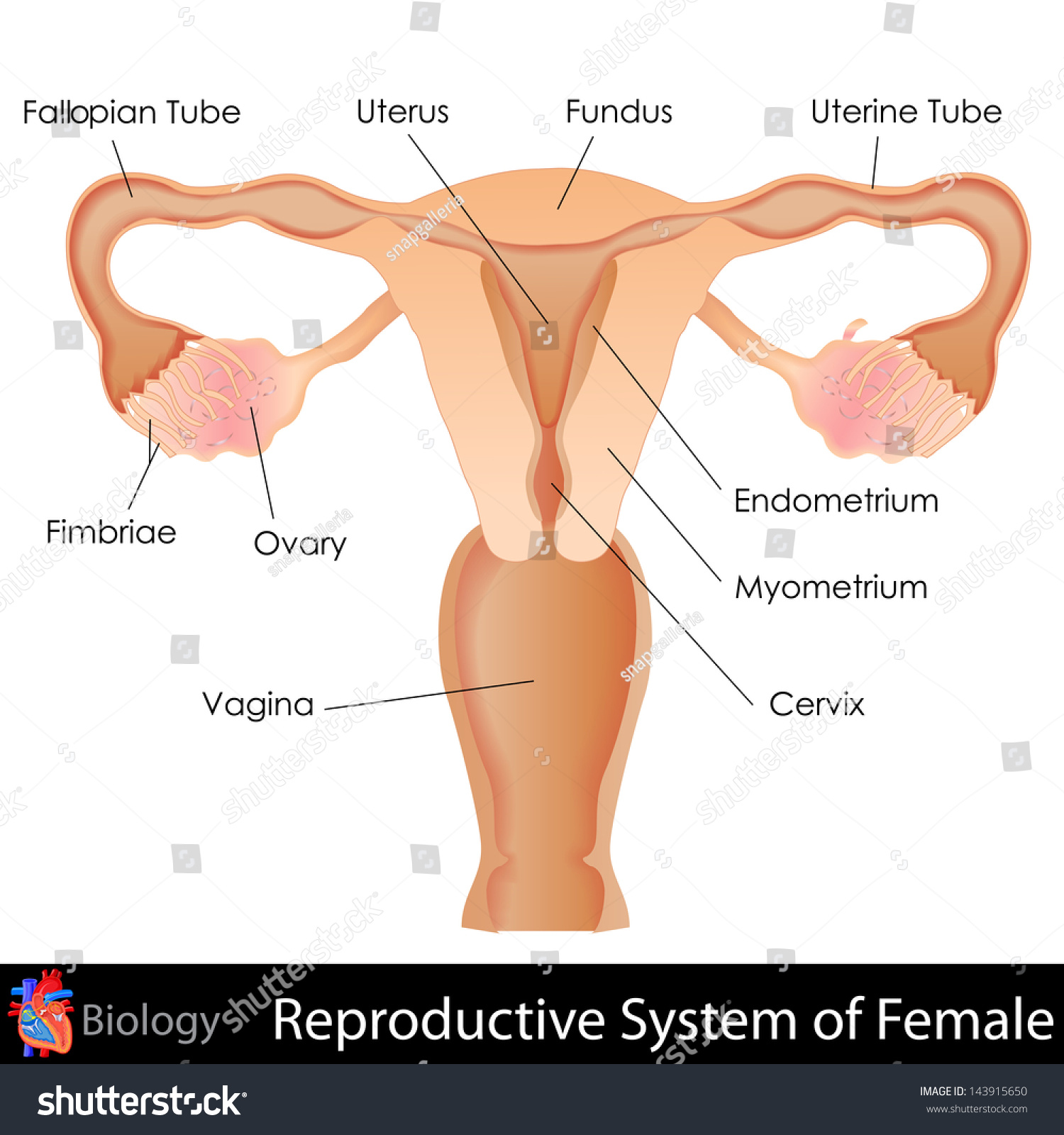 Easy To Edit Vector Illustration Of Female Reproductive