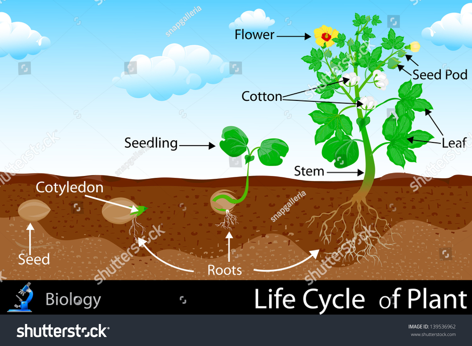 Easy To Edit Vector Illustration Of Life Cycle Of Plant - 139536962 ...