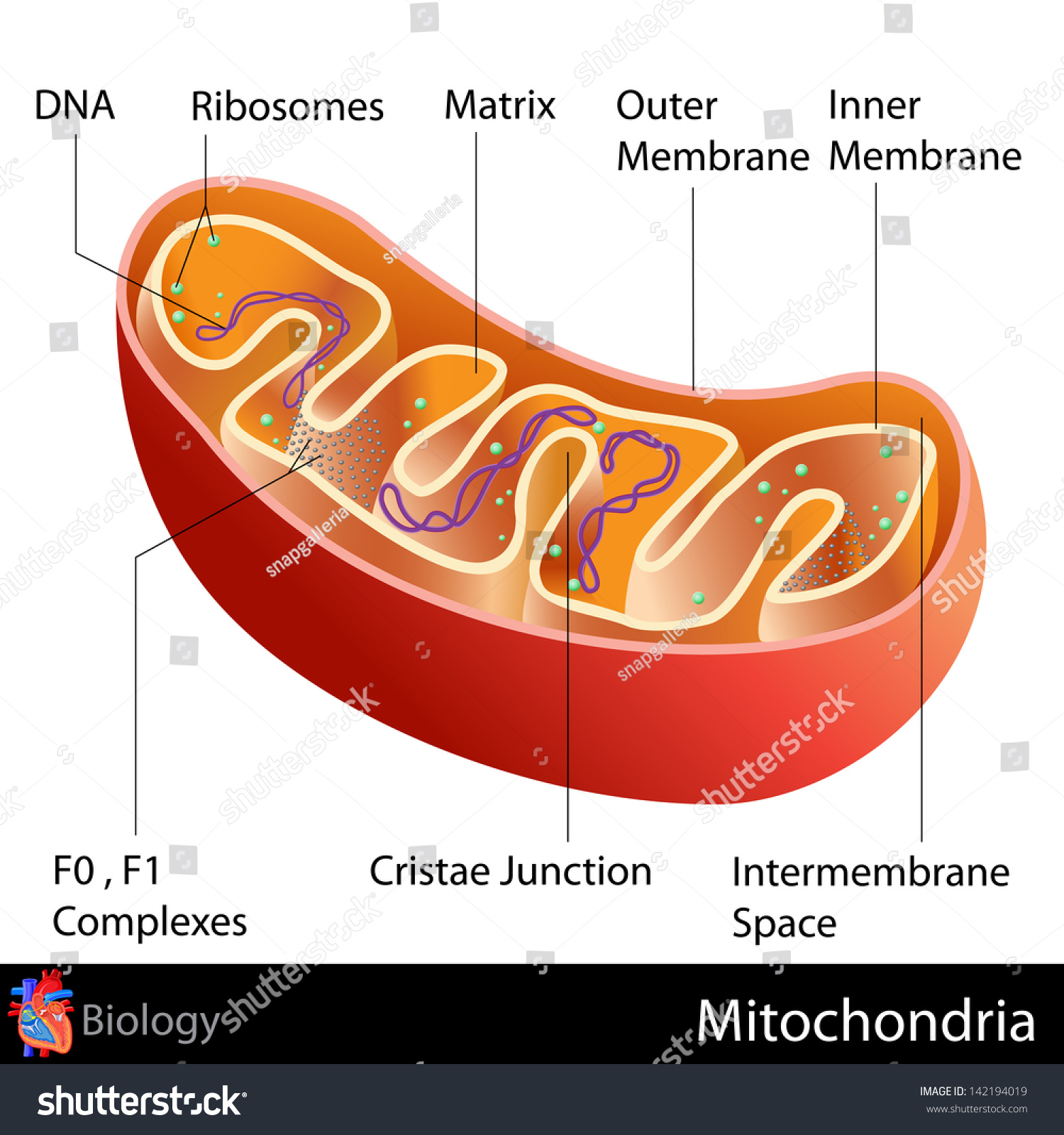 Easy To Edit Vector Illustration Of Mitochondria Diagram - 142194019 ...