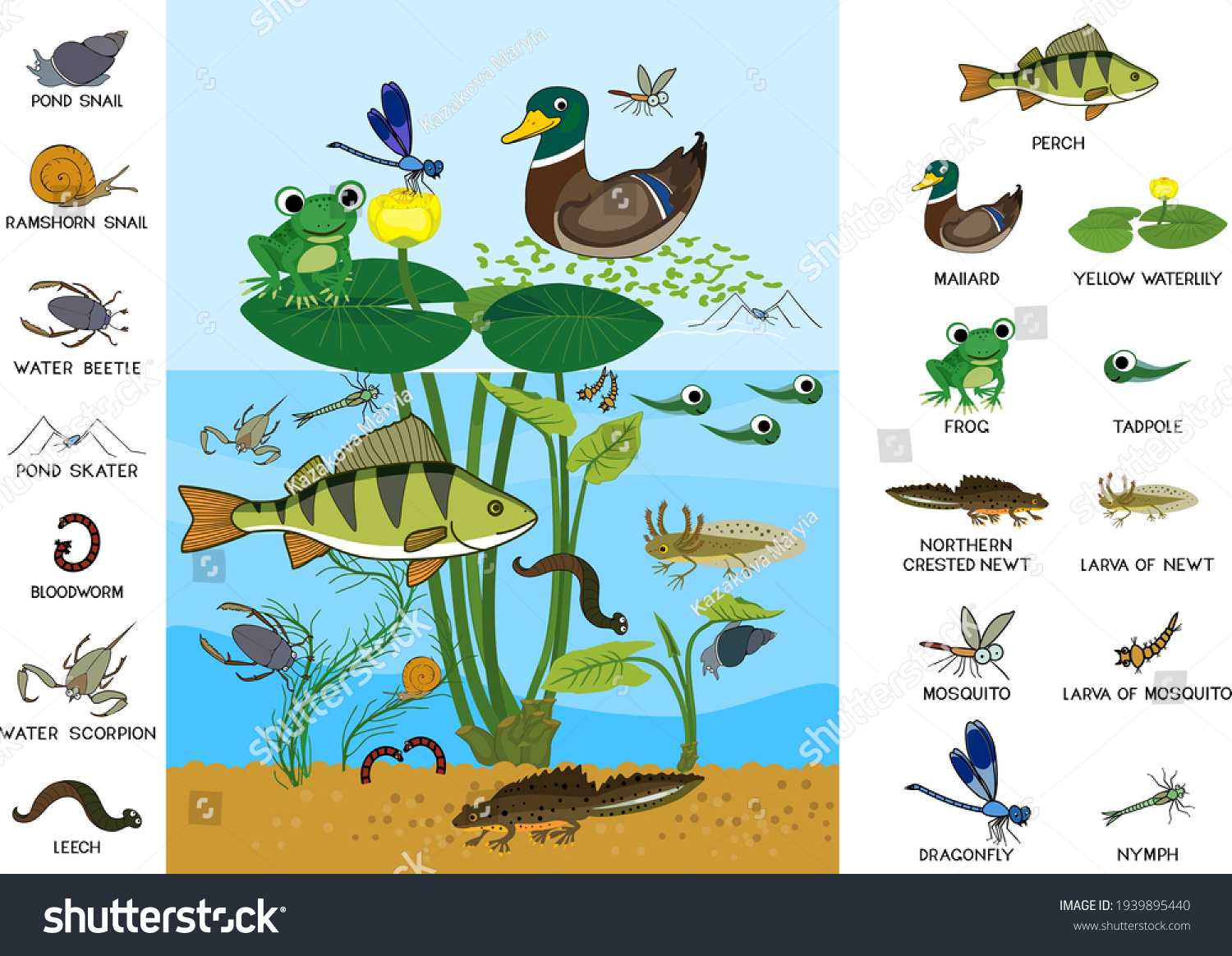 8,825 Freshwater ecosystems Images, Stock Photos & Vectors | Shutterstock