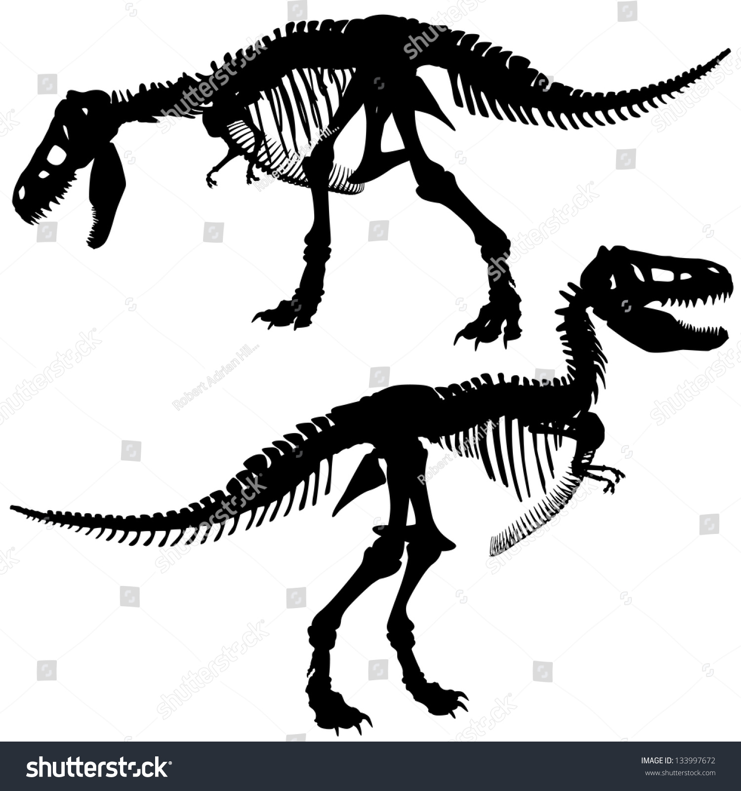 Editable Vector Silhouettes Skeleton Tyrannosaurus Rex Stock Vector ...