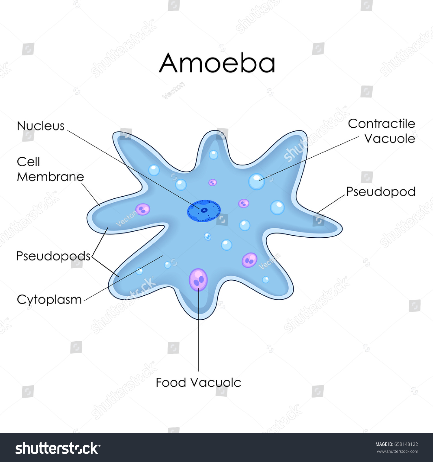 Amoeba Definition Structure Characteristics With Diagram