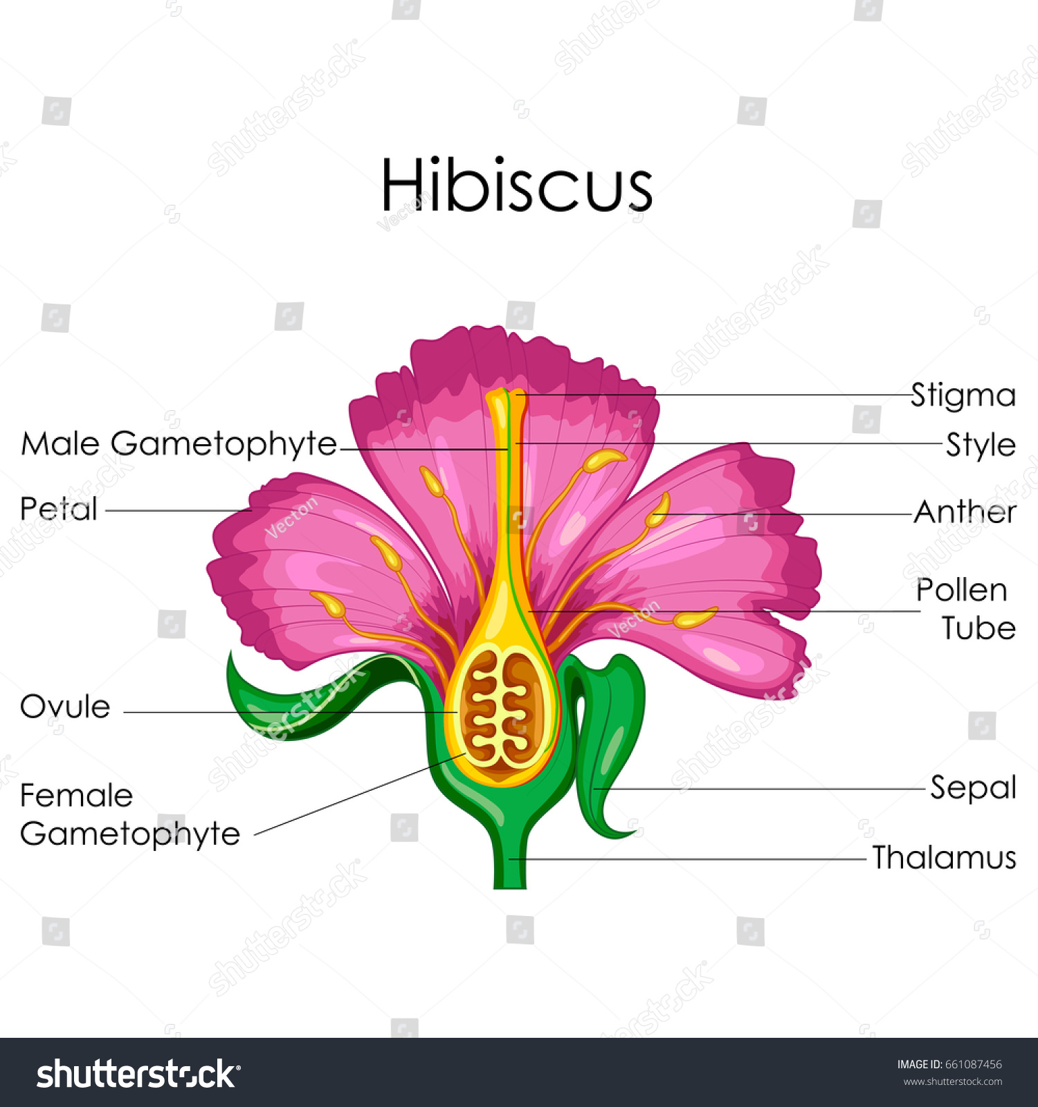 Education Chart Biology Anatomy Hibiscus Flower Stock Vector Royalty Free 661087456