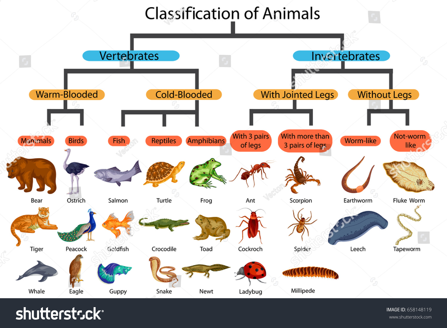 Classification Of Animals Kingdom Chart