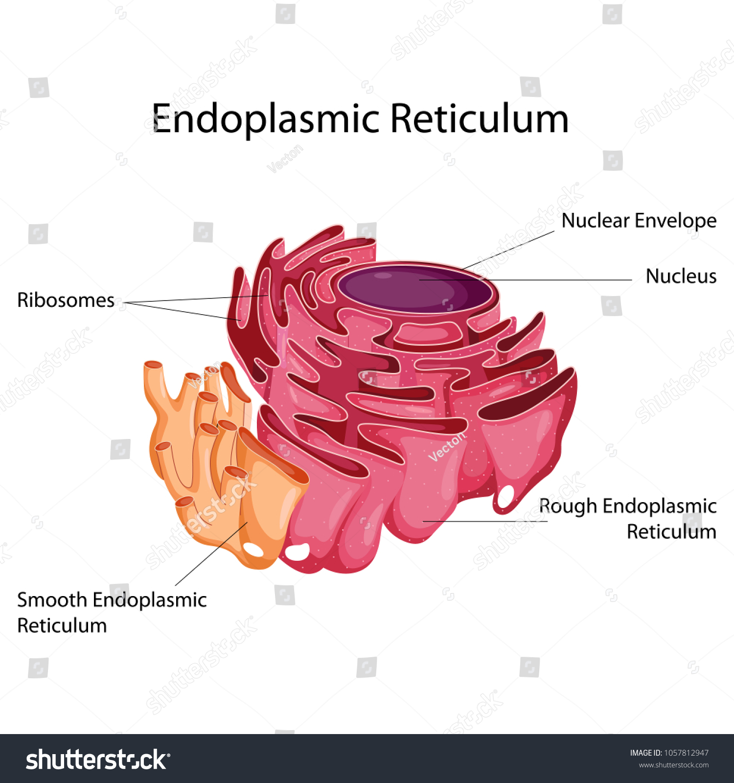 598 Endoplasmic reticulum Stock Vectors, Images & Vector Art | Shutterstock