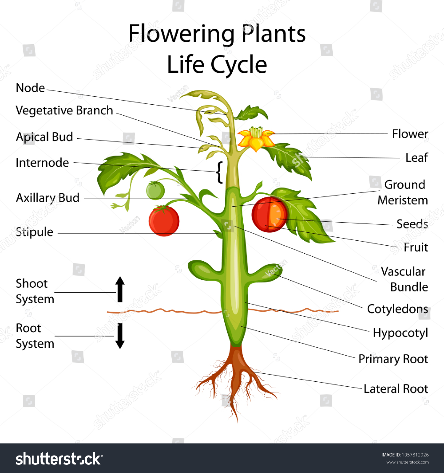 Plant Id Chart
