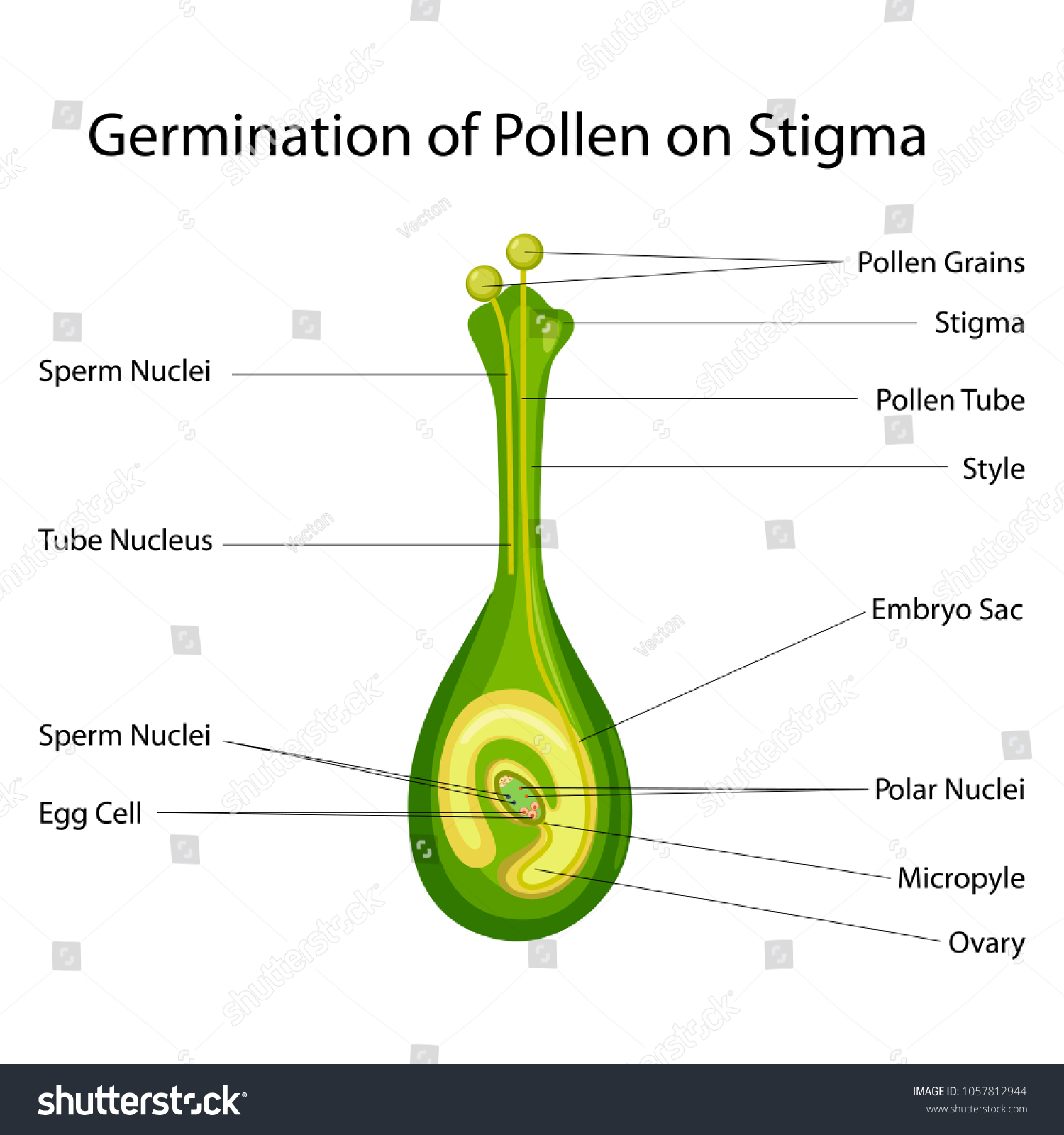 Education Chart Biology Germination Pollen On Stock Vector Royalty