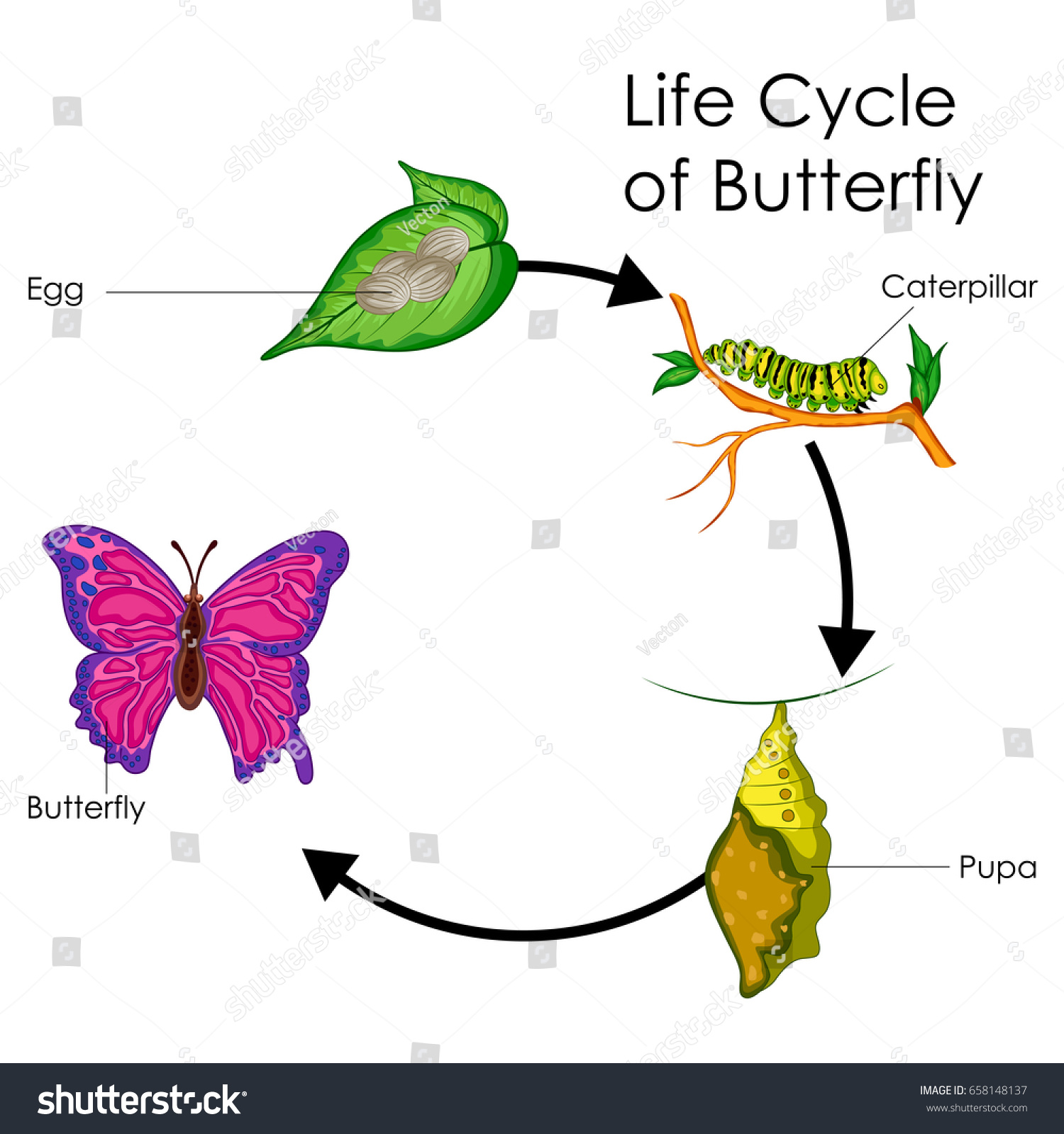 Education Chart Biology Life Cycle Butterfly Stock Vector (Royalty Free ...