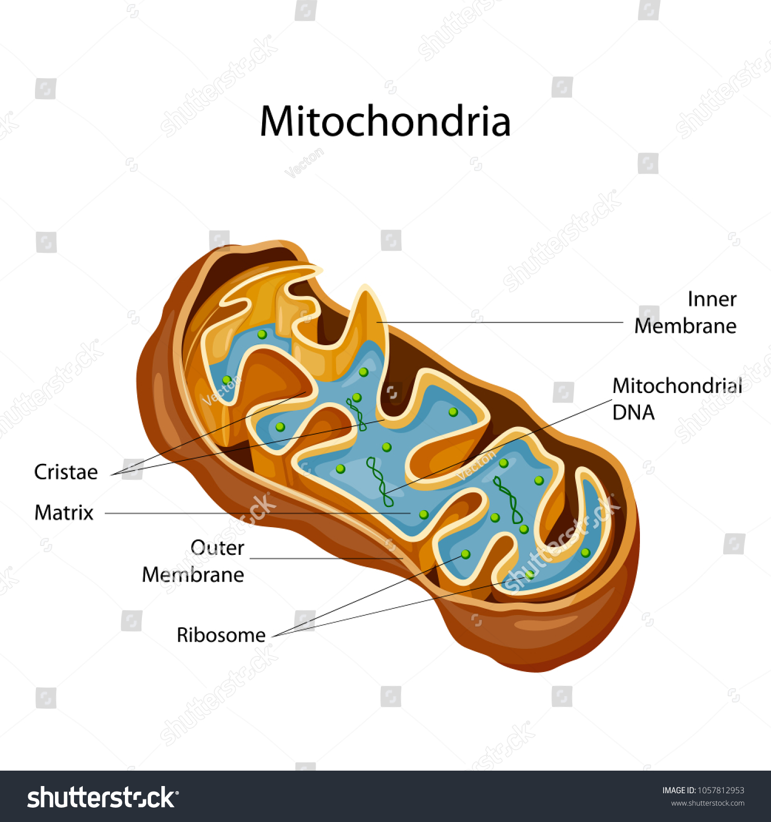 Mitochondria 9 Ways