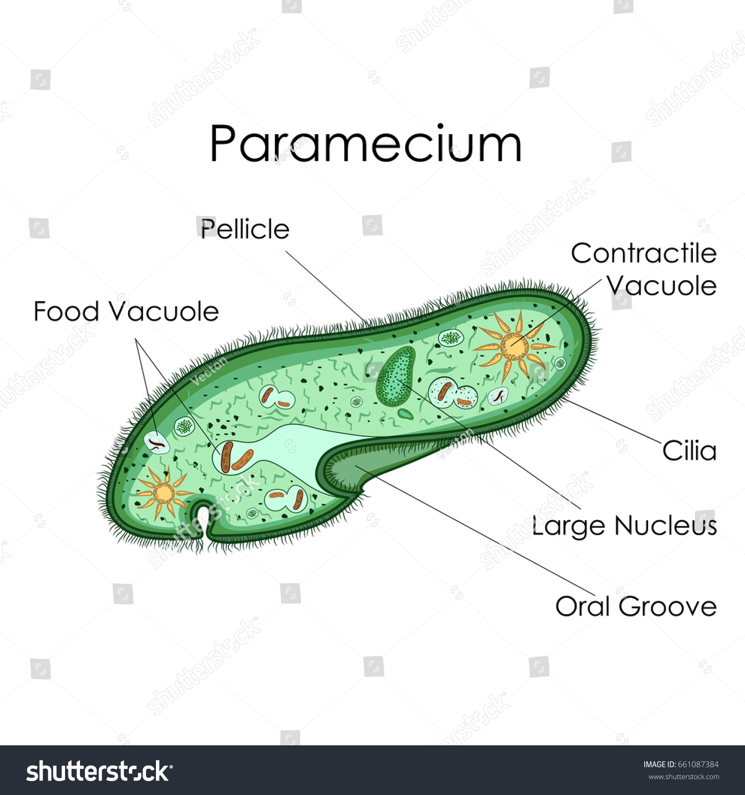 Education Chart Biology Paramecium Diagram Vector Stock Vector ...
