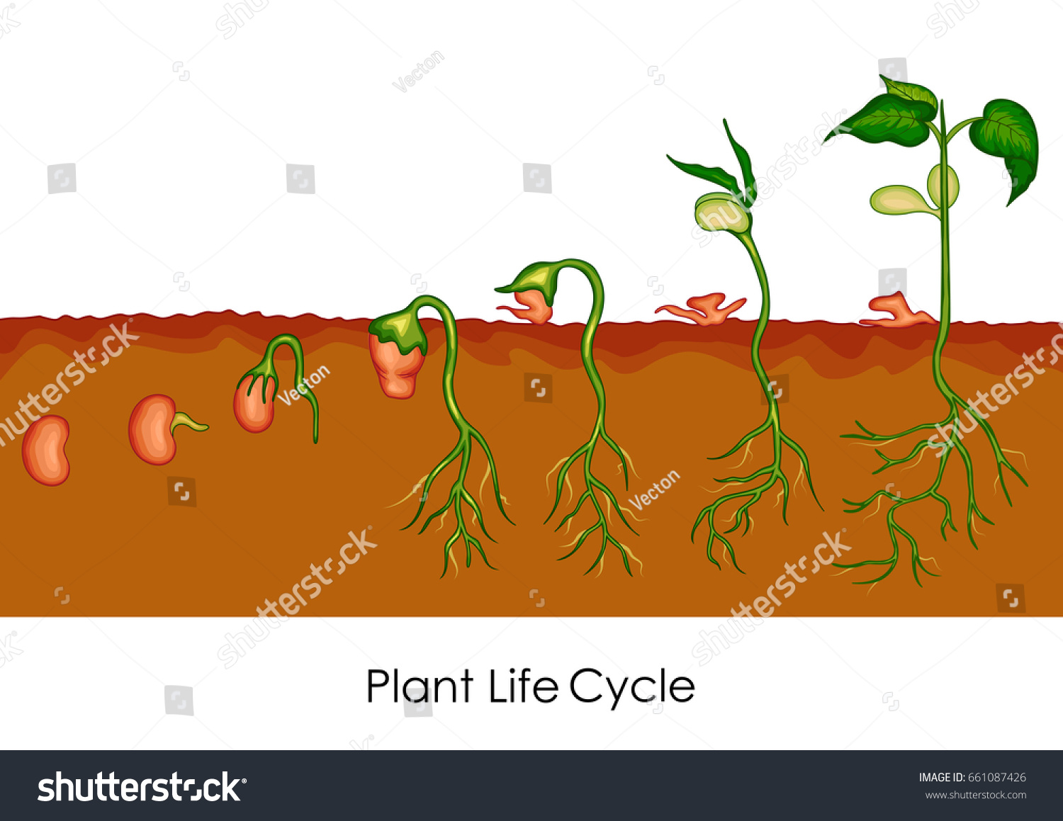 Education Chart Biology Plant Life Cycle Stock Vector (Royalty Free ...