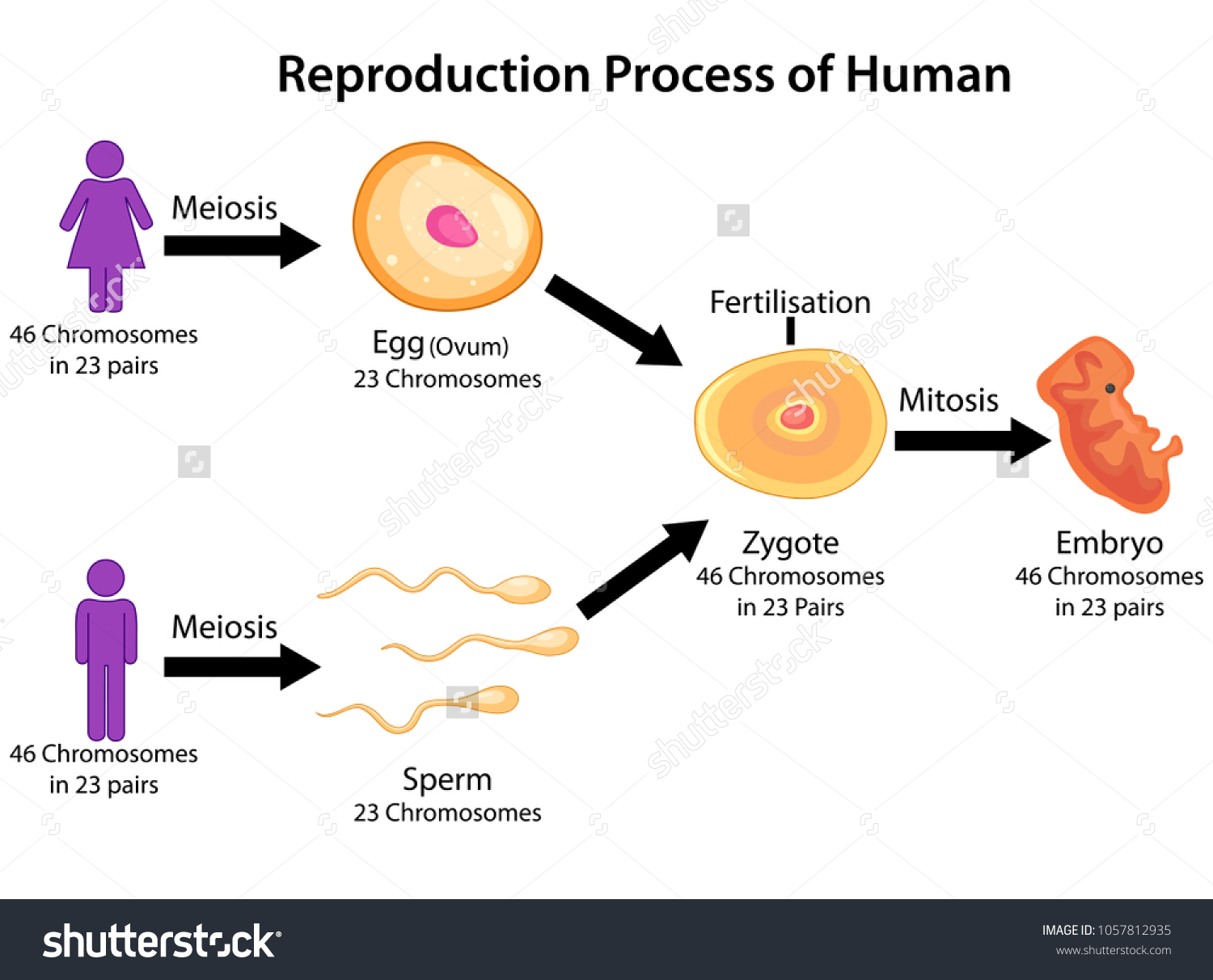 Flow Chart Of Reproduction