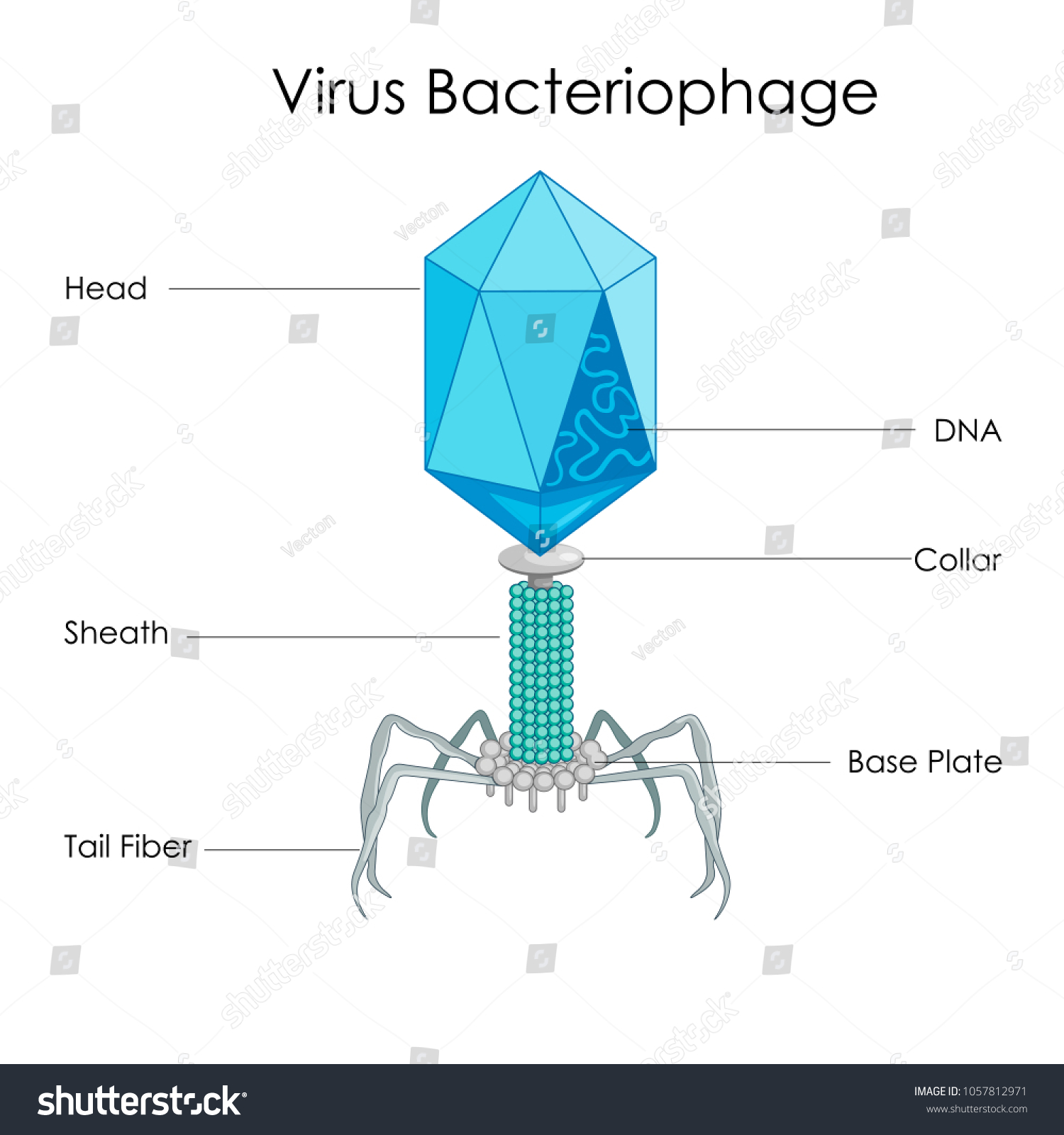 Education Chart Biology Virus Bacteriophage Diagram: Vetor Stock (livre ...