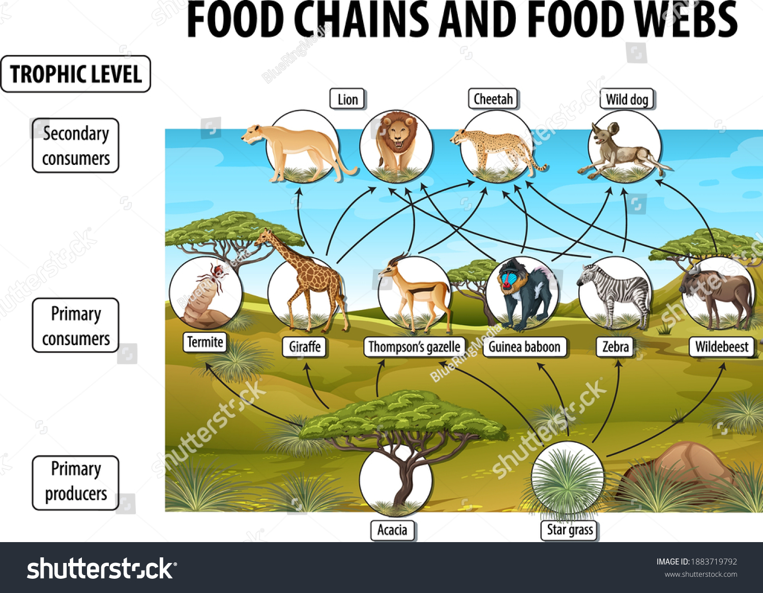 Education Poster Biology Food Webs Food Stock Vector (Royalty Free ...