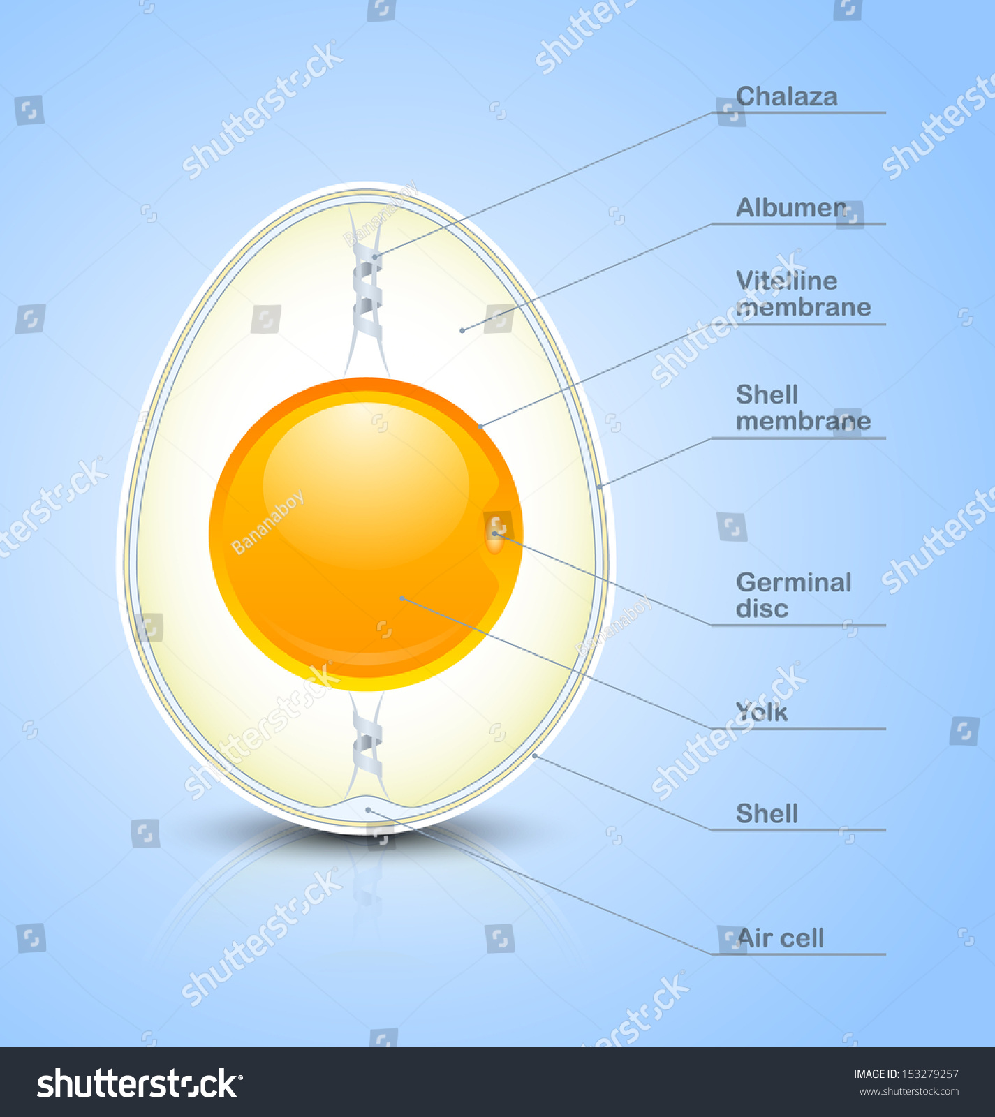 2,652 Cross section of egg Images, Stock Photos & Vectors | Shutterstock