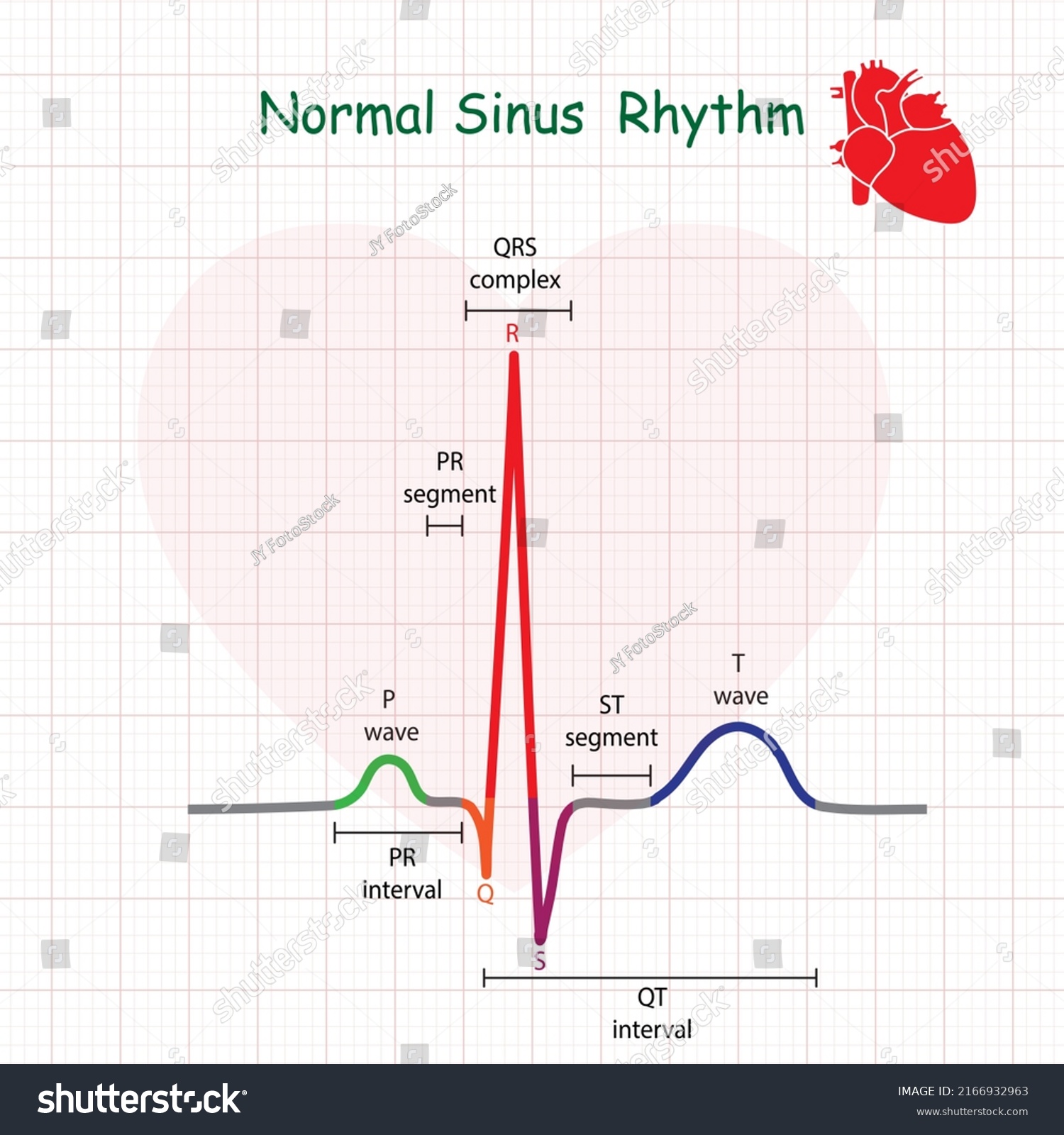 Electrocardiogram Show Normal Heart Beat Line Stock Vector (Royalty ...