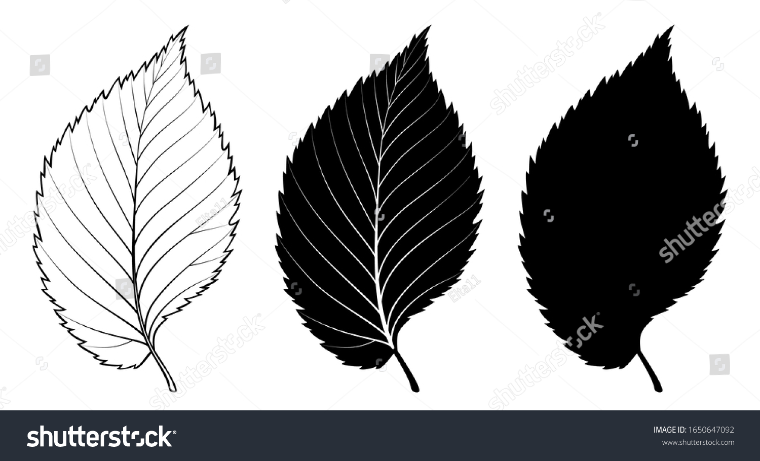 Elm Tree Leaf Vector Linear Illustration เวกเตอร์สต็อก ปลอดค่าลิขสิทธิ์ 1650647092 Shutterstock 0861