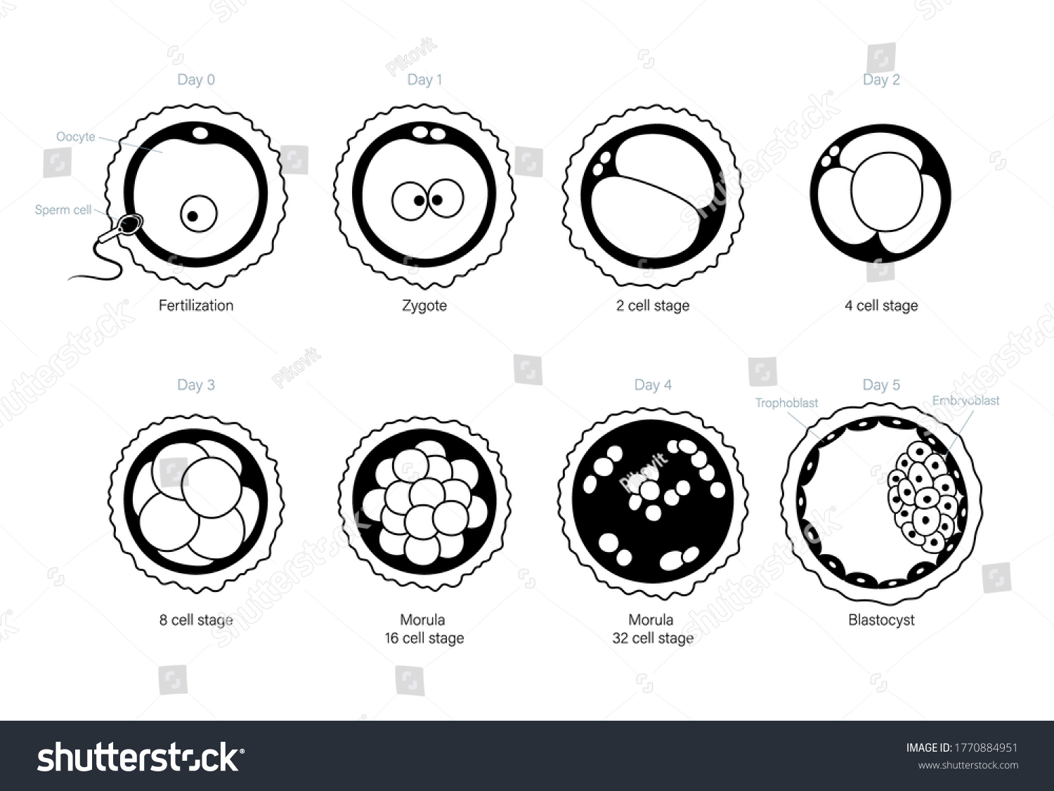 Embryo Development Concept Insemination Fertalization Female Stock ...