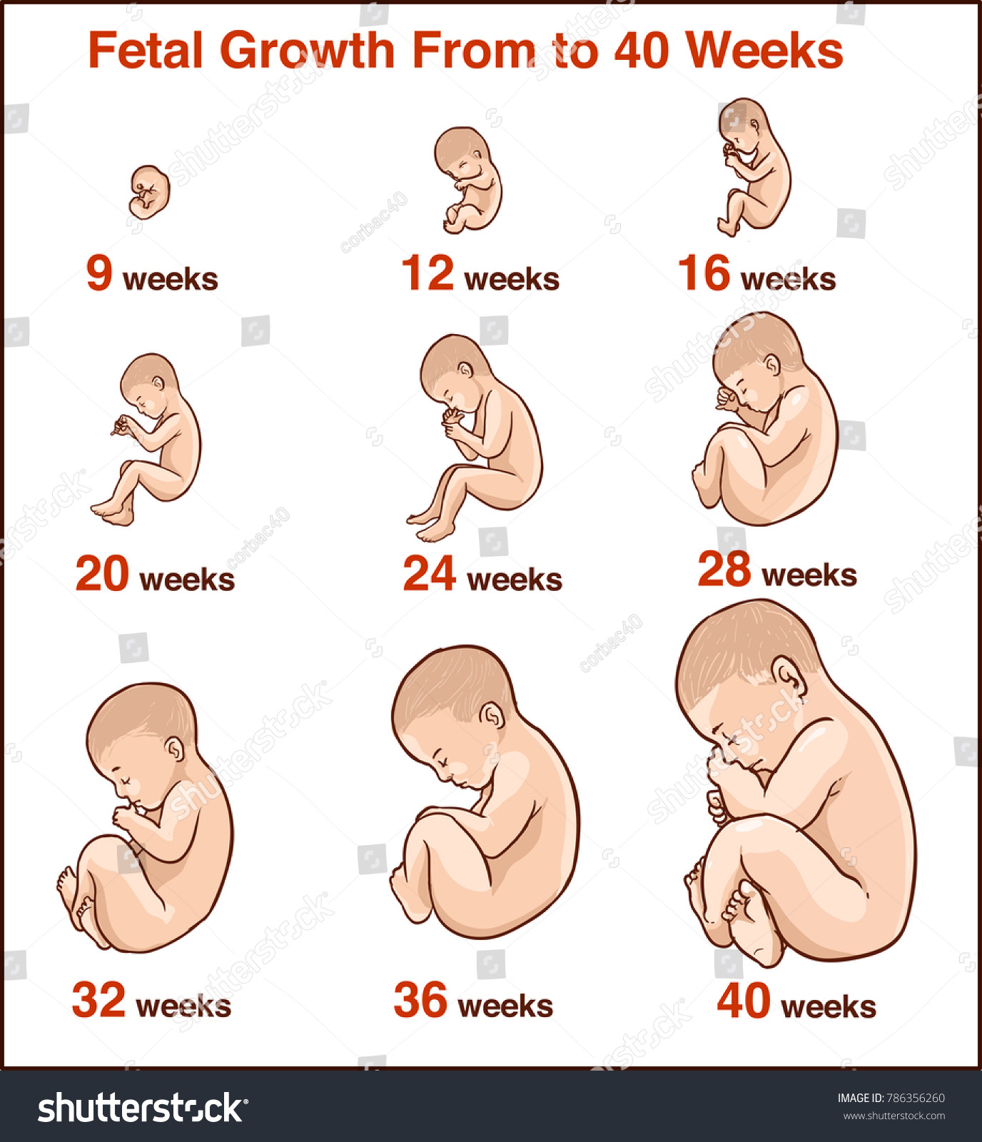 Embryo Development Human Fetus Growth Stages Stock Vector (Royalty Free ...